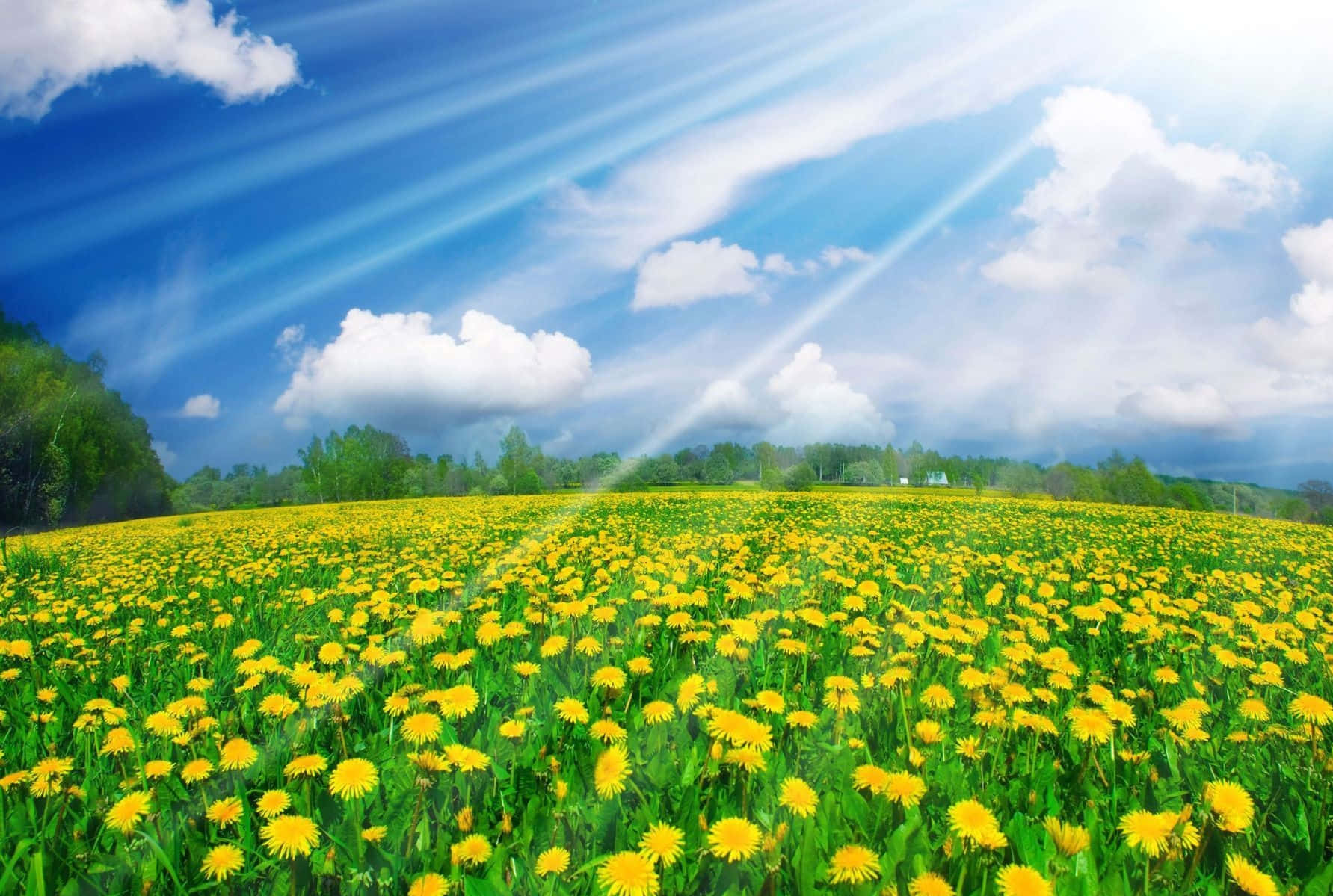 Spring Sunshine 桌布 壁紙 — 陽光穿過蓬鬆的雲層，照射在廣闊的鮮黃色蒲公英和茂盛綠草地上。