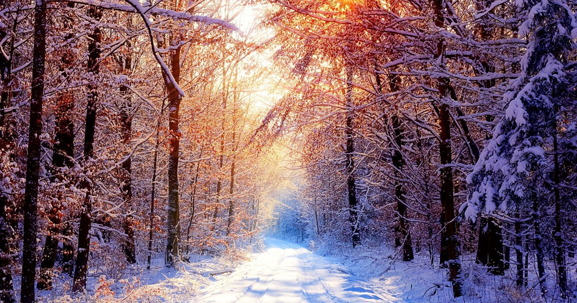 道路 桌布 壁紙 — 陽光穿過覆蓋著雪霜的樹木，照亮了一條寧靜的冬季森林小徑。