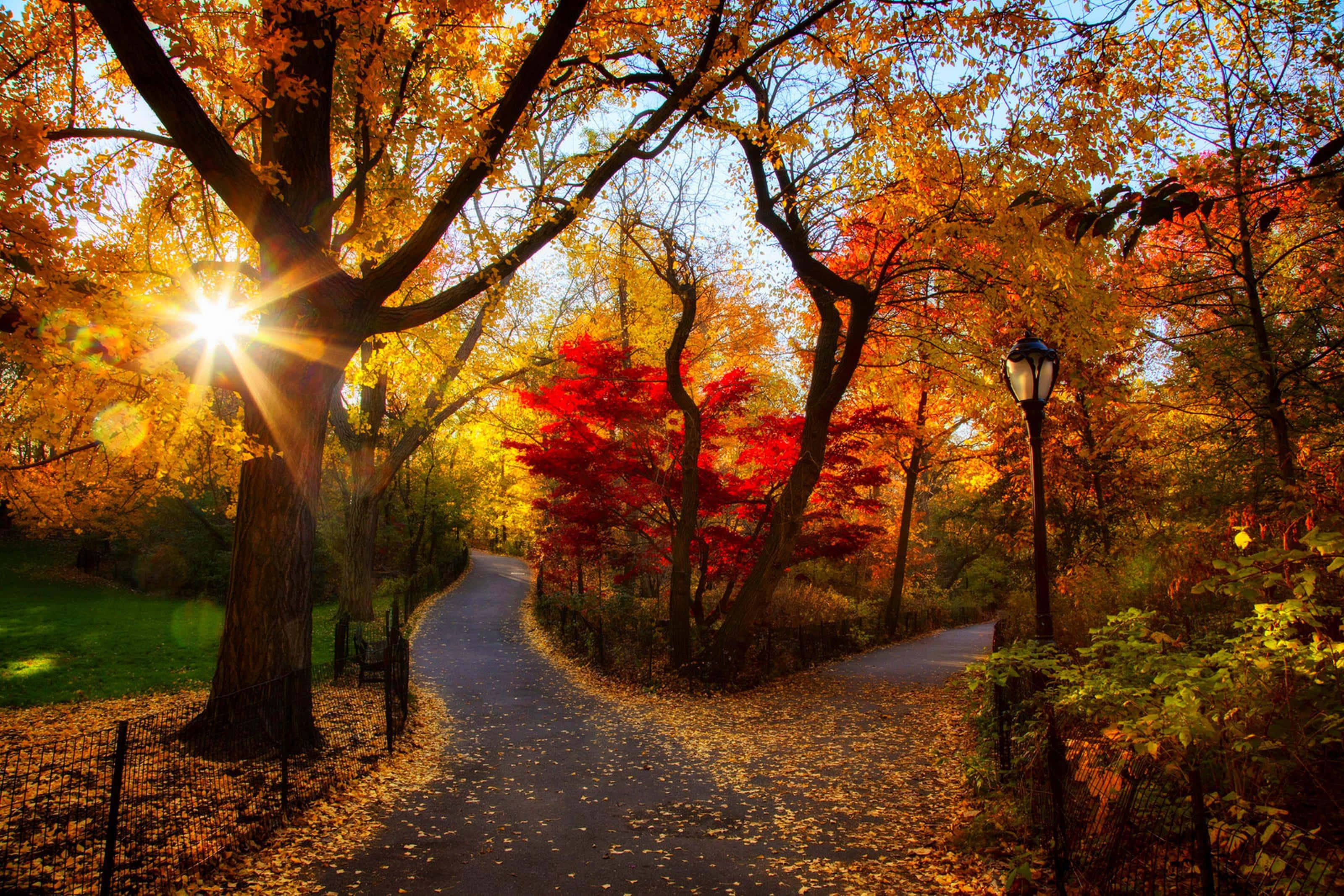 Fall Photography 桌布 壁紙 — 陽光穿過金黃色的秋樹，將溫暖的光線灑在鋪滿落葉的蜿蜒小徑上。