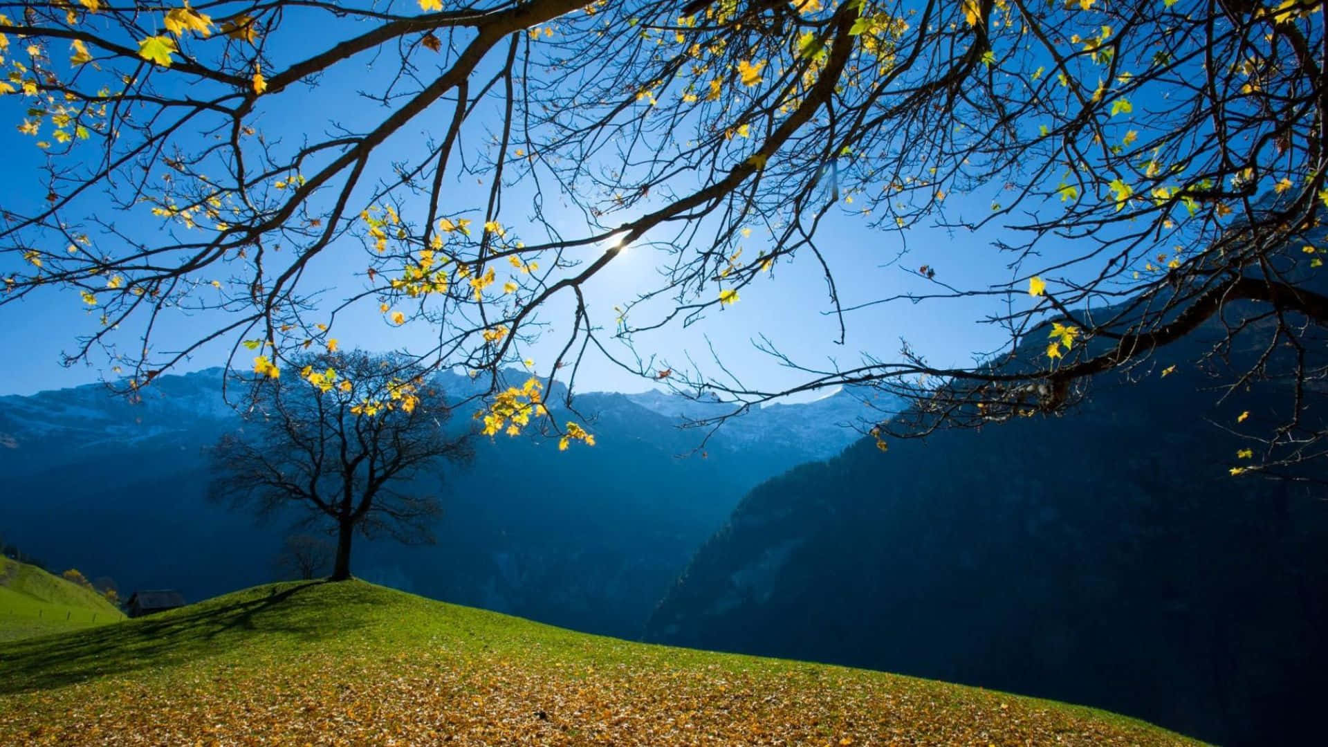 Beautiful Mountain 桌布 壁紙 — 陽光穿過金黃色的秋葉，勾勒出一個孤獨的樹，位於草坡上，俯瞰遠方的藍色山脈。