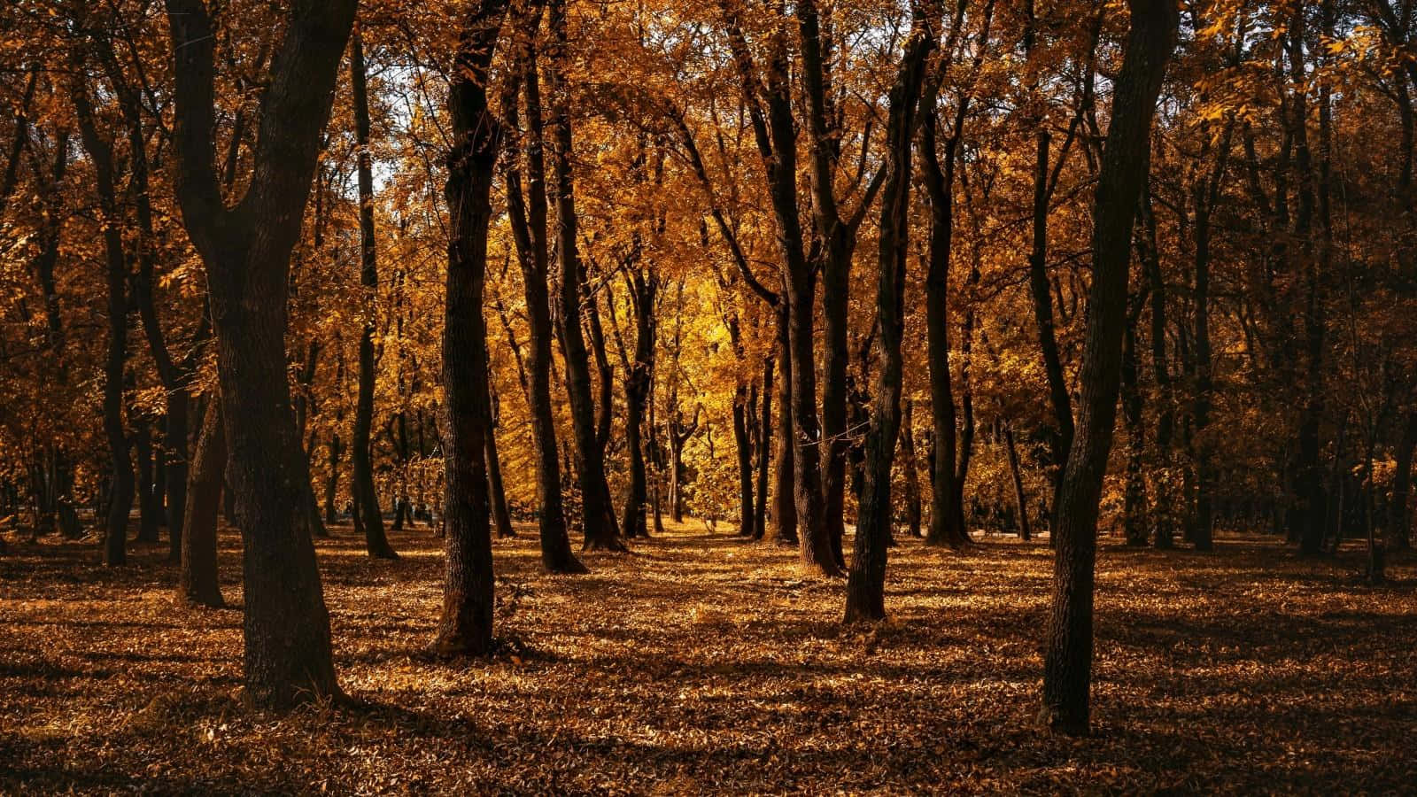 Fall Trees 桌布 壁紙 — 陽光穿過金黃色的秋葉，在鋪滿落葉的森林地面上投下溫暖斑駁的陰影。