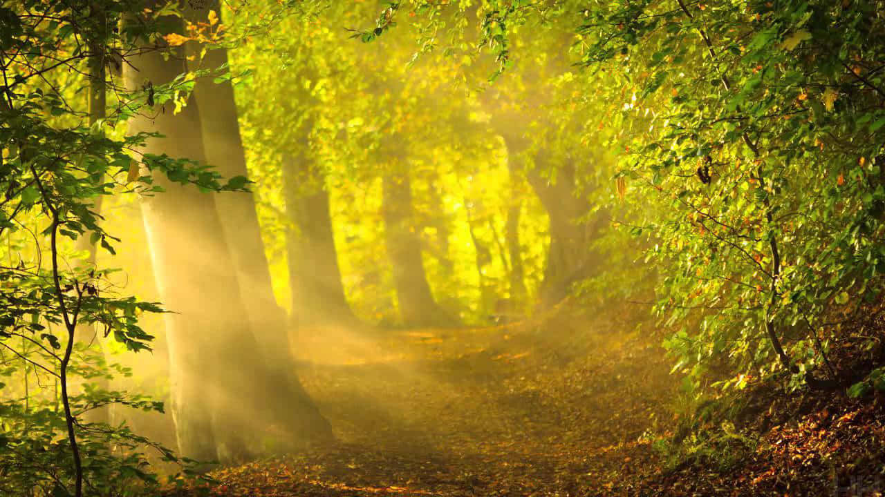 Beautiful Forest 桌布 壁紙 — 陽光穿過金黃色的秋葉，沿著霧氣瀰漫的森林小徑投射出溫暖的光束。