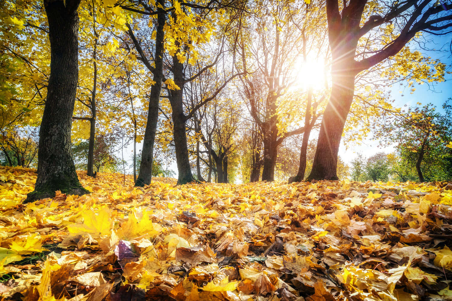 Fallen Leaves 桌布 壁紙 — 陽光穿過金黃色的秋葉，灑落在森林地面上，形成溫暖發光的光線。