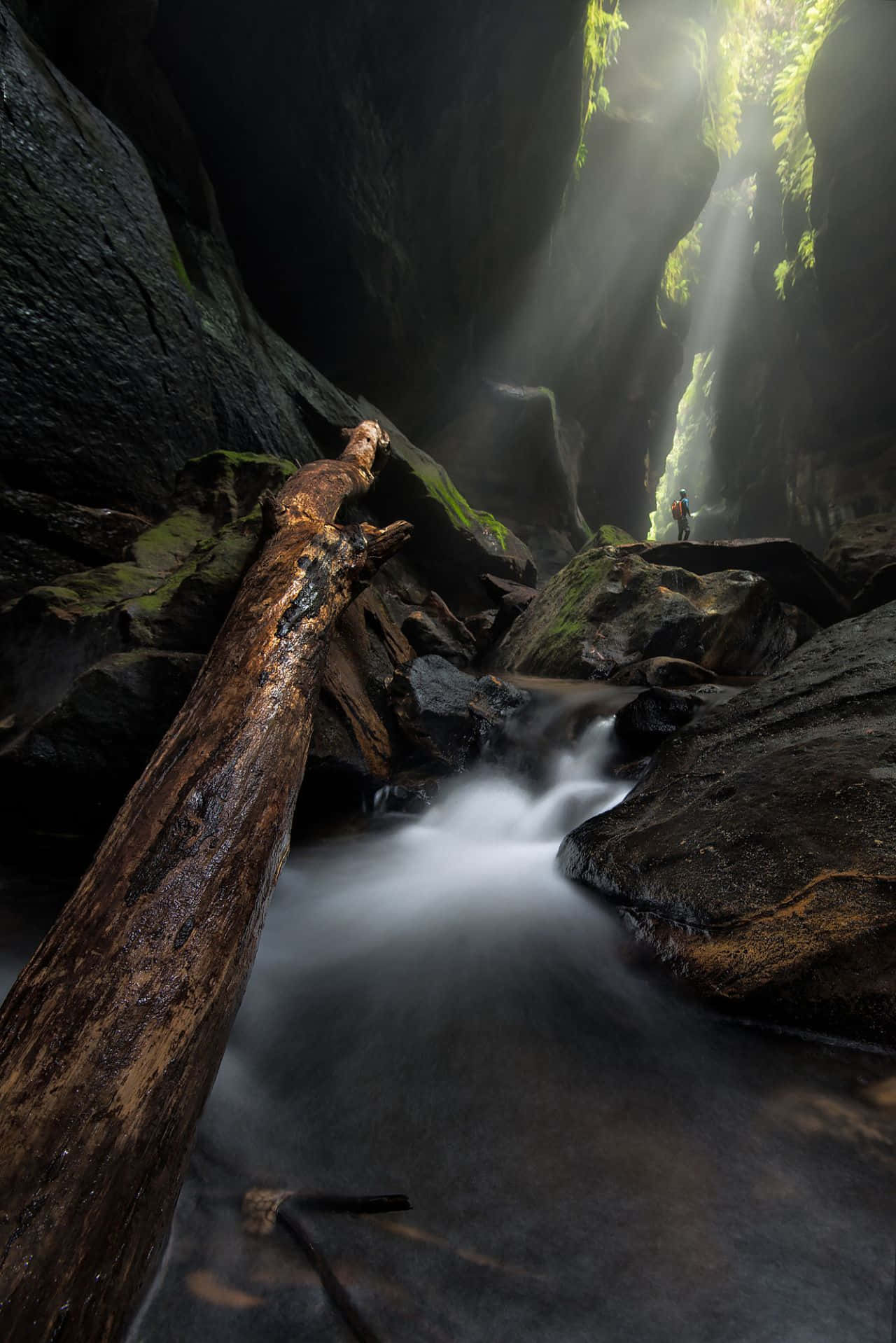 Blue Mountains National Park 桌布 壁紙 — 陽光穿過長滿苔蘚的峽谷，照亮了流淌的小溪和一個獨自站立的遠足者，他充滿敬畏。