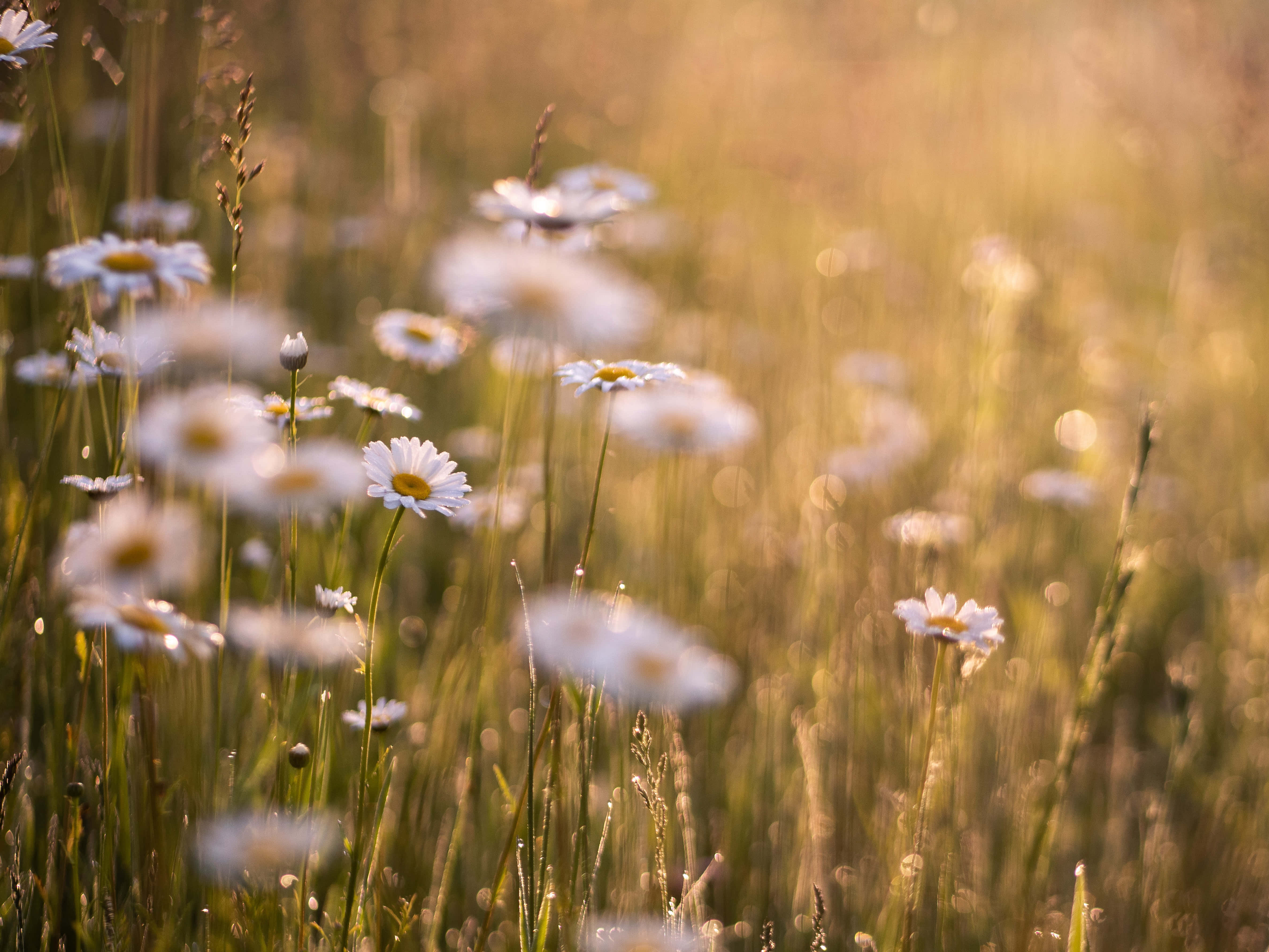 Wild Flower In Meadows 桌布 壁紙 — 陽光穿過雛菊田閃爍，背景帶有柔和的金色散景。