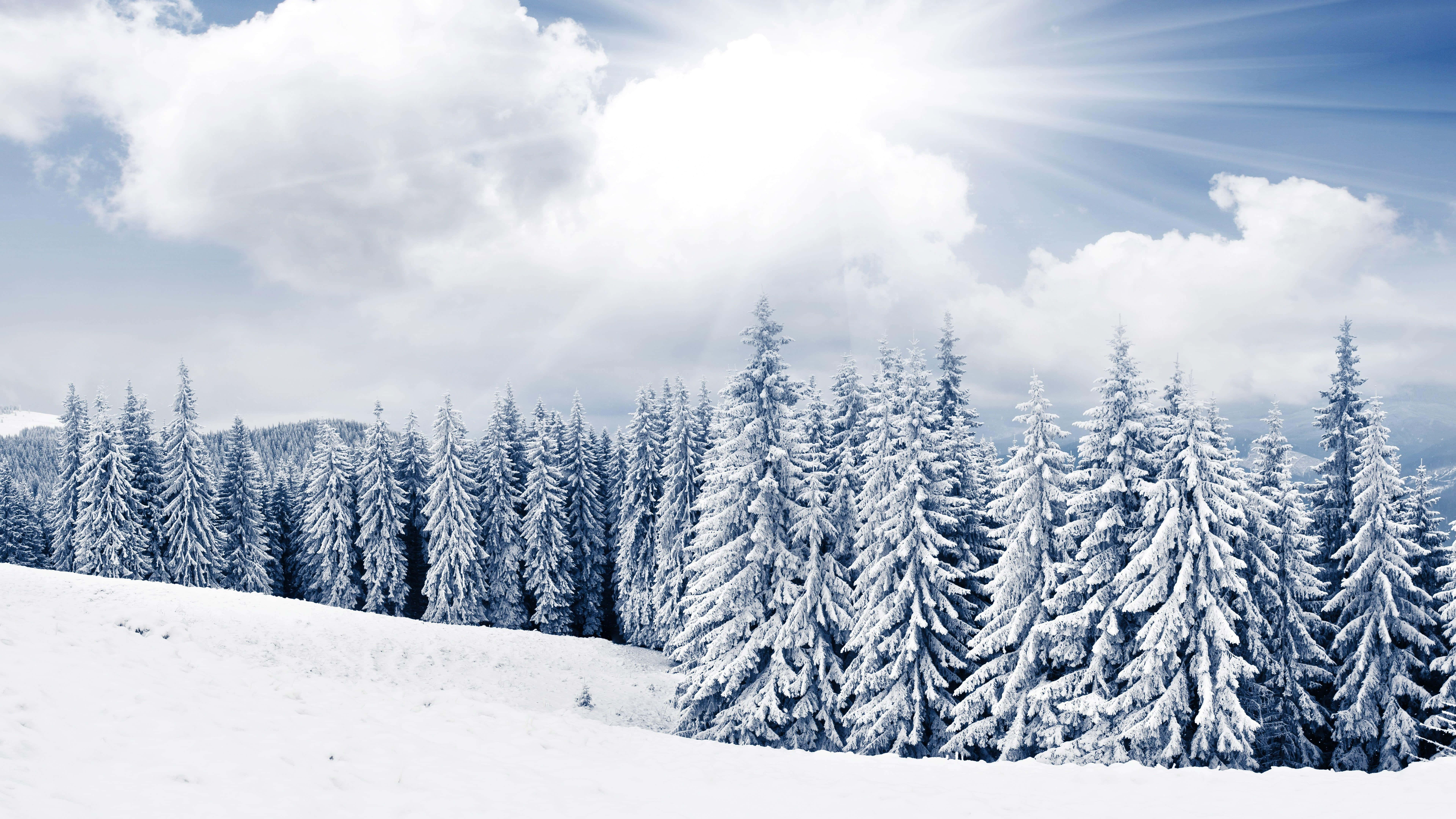 Beautiful Winter 桌布 壁紙 — 陽光穿過雲層，照亮了白雪覆蓋的松樹密林，映襯著白雪皚皚的山坡。