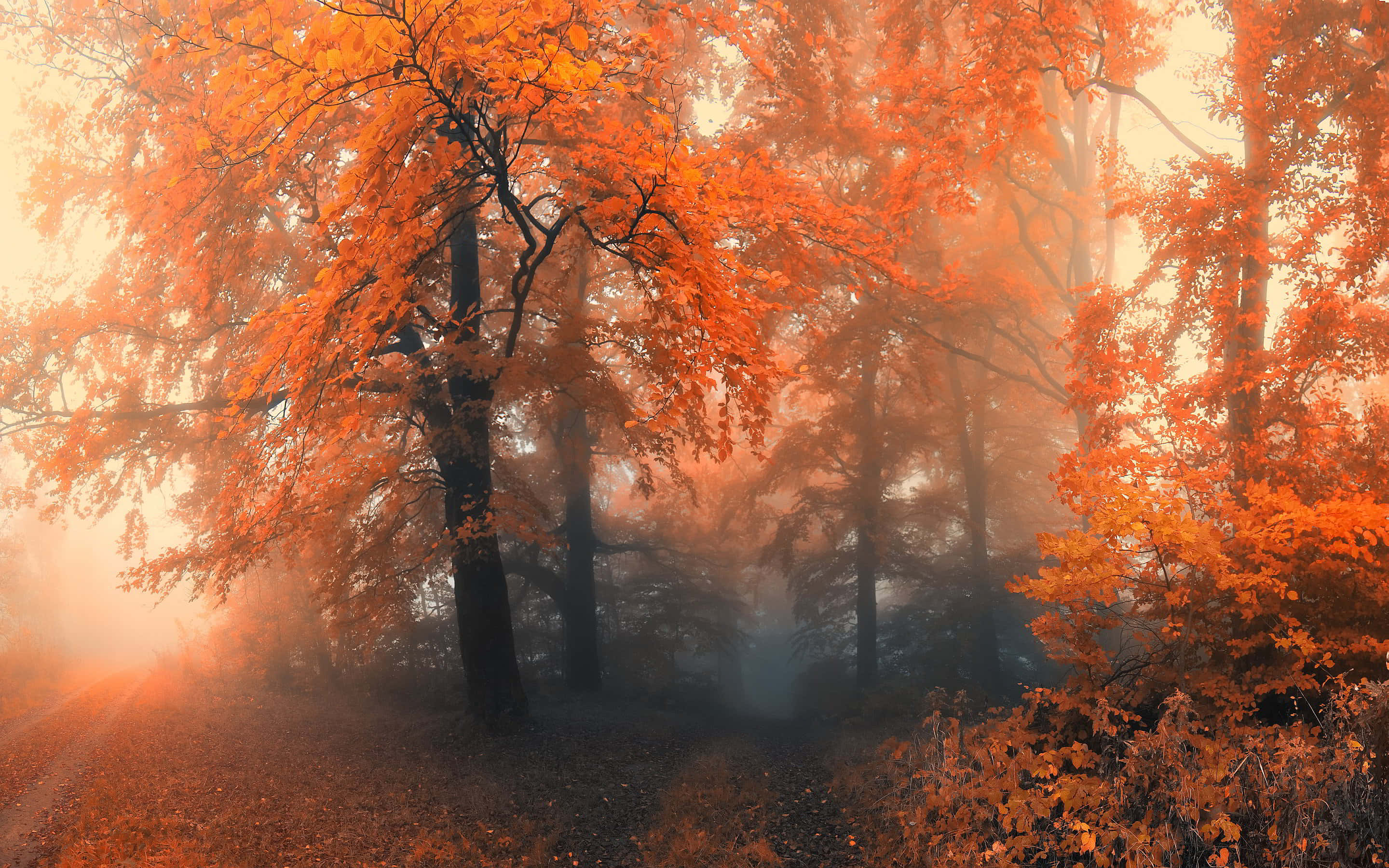 Fall Mist 桌布 壁紙 — 陽光穿過霧氣森林中充滿活力的橙色秋葉，營造出溫暖空靈的光芒。