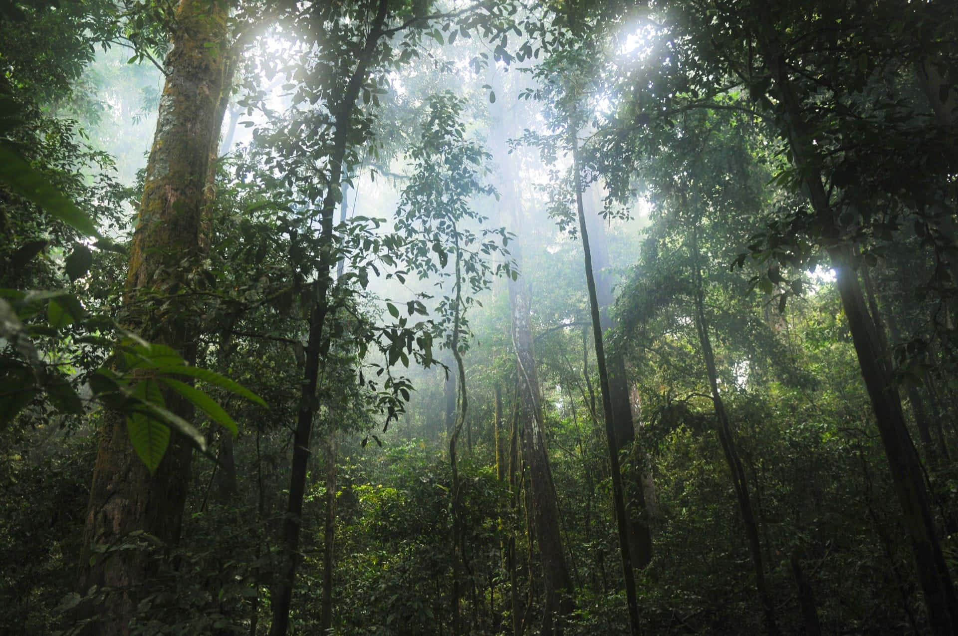 Forest Conservation 桌布 壁紙 — 陽光穿過霧氣籠罩的叢林中茂密的綠色樹冠，在高聳的樹木間形成空靈的光束。