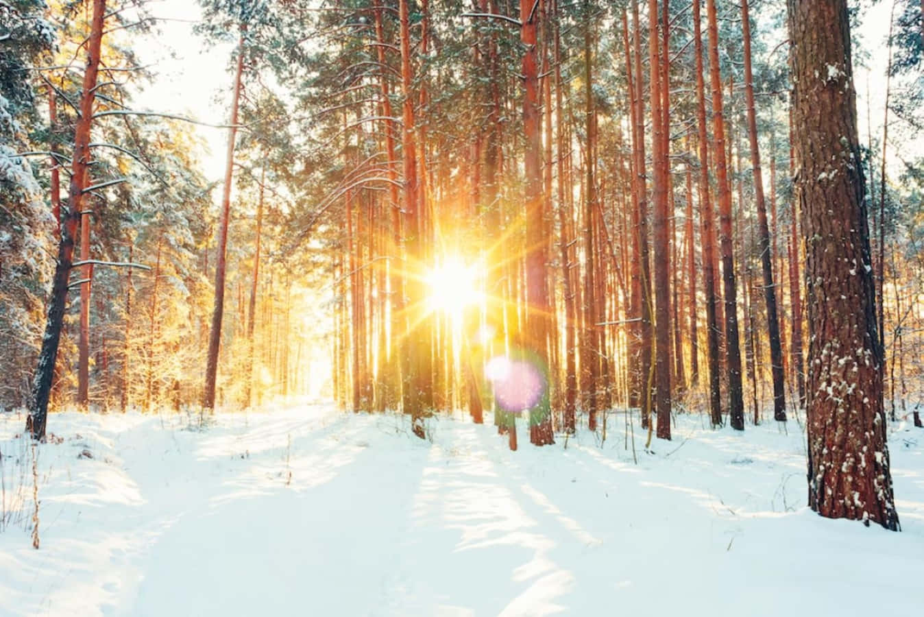 winter solstice 桌布 壁紙 — 陽光穿過高大的松樹，在白雪覆蓋的森林地面上投下金色光芒。