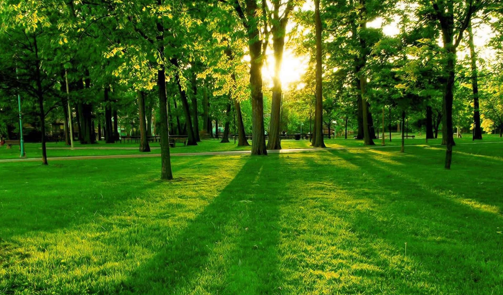 trees 桌布 壁紙 — 陽光穿過高大的樹木，在寧靜公園的鮮綠色草地上投下長長的影子。