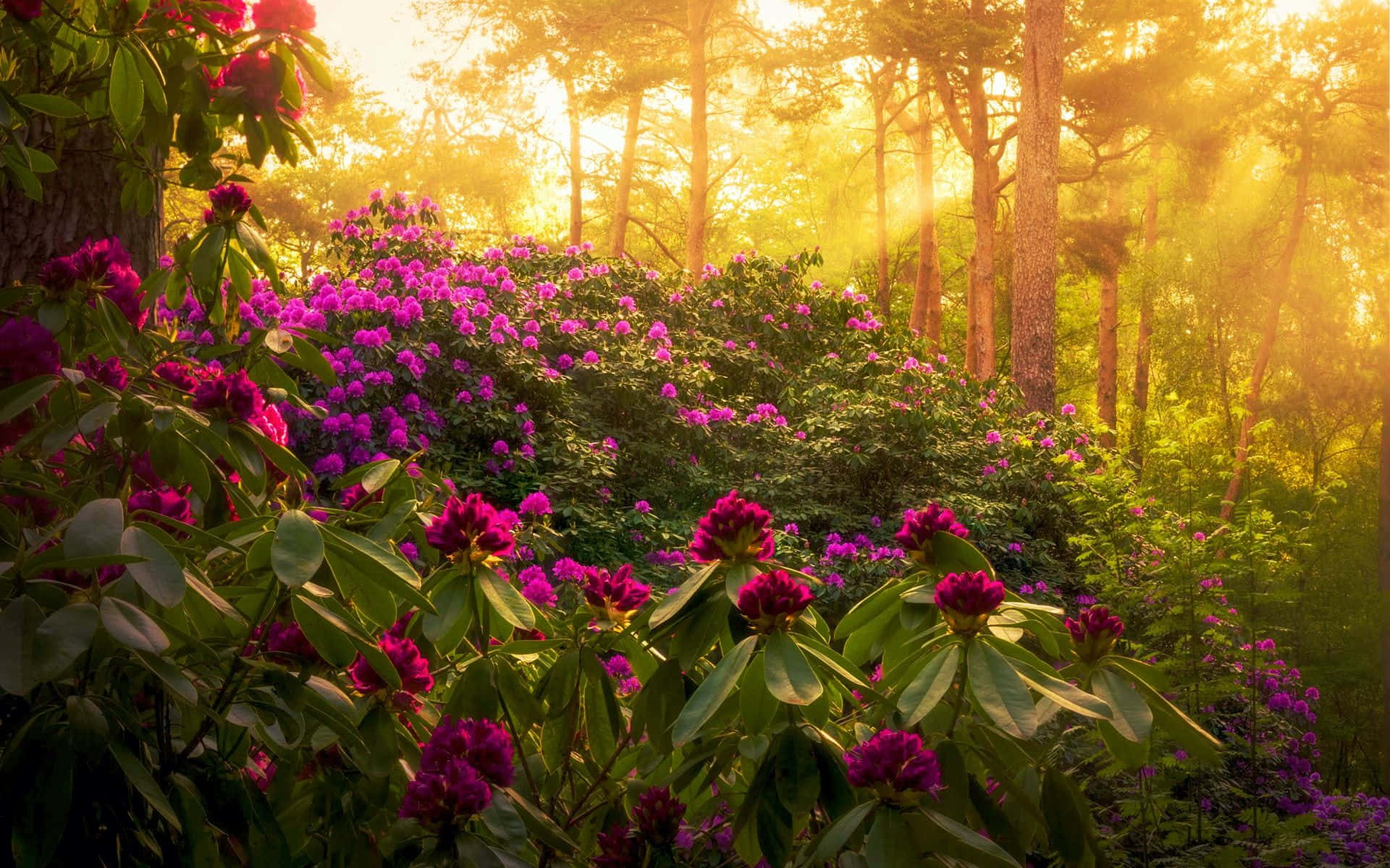Spring Sunrise 桌布 壁紙 — 陽光穿過高大的樹木，照亮了茂密森林中一叢鮮豔的紫色杜鵑花。