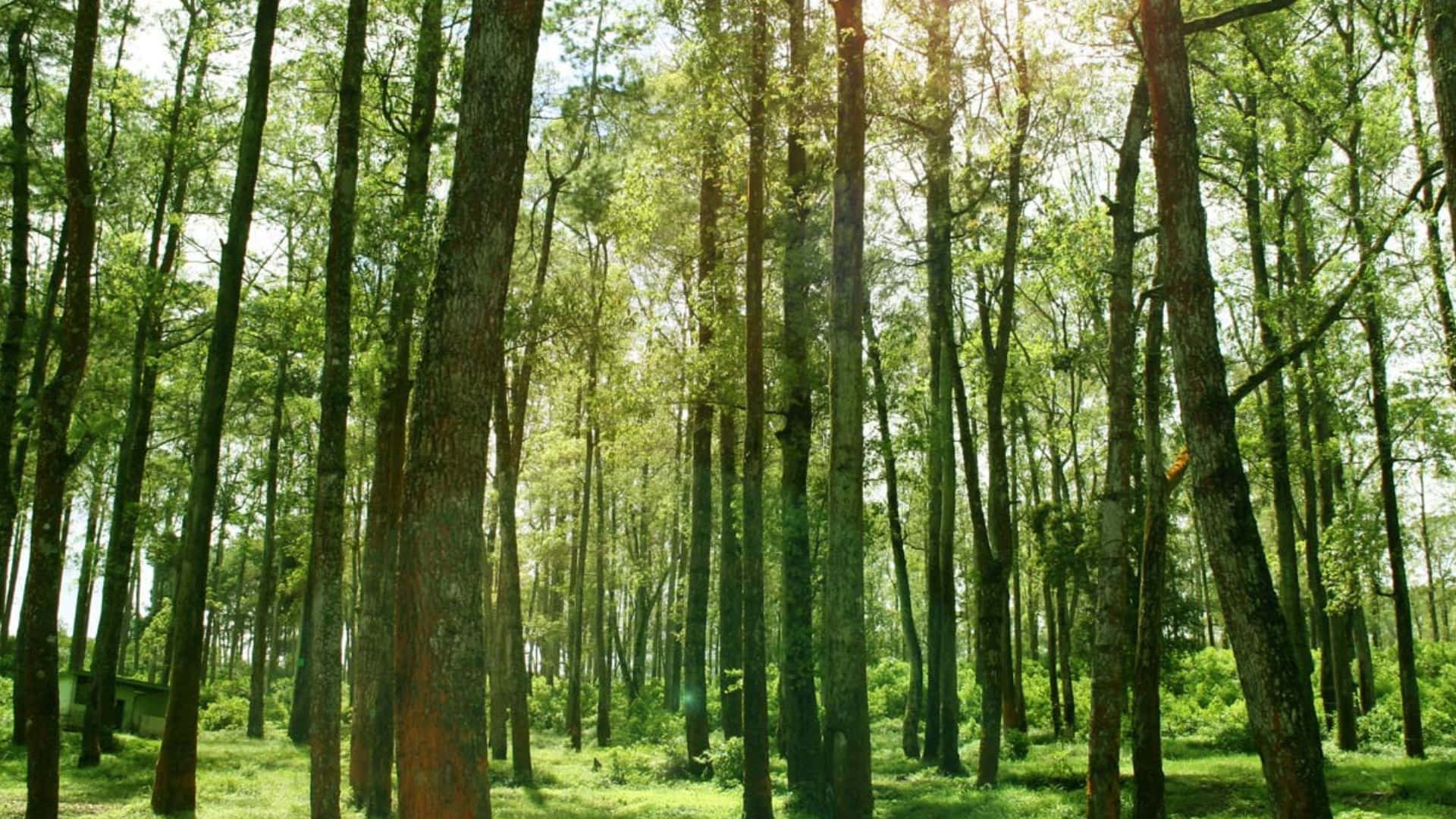 3d Forest 桌布 壁紙 — 陽光穿過高大的綠樹，在寧靜的森林中，草地上灑落斑駁的光影。