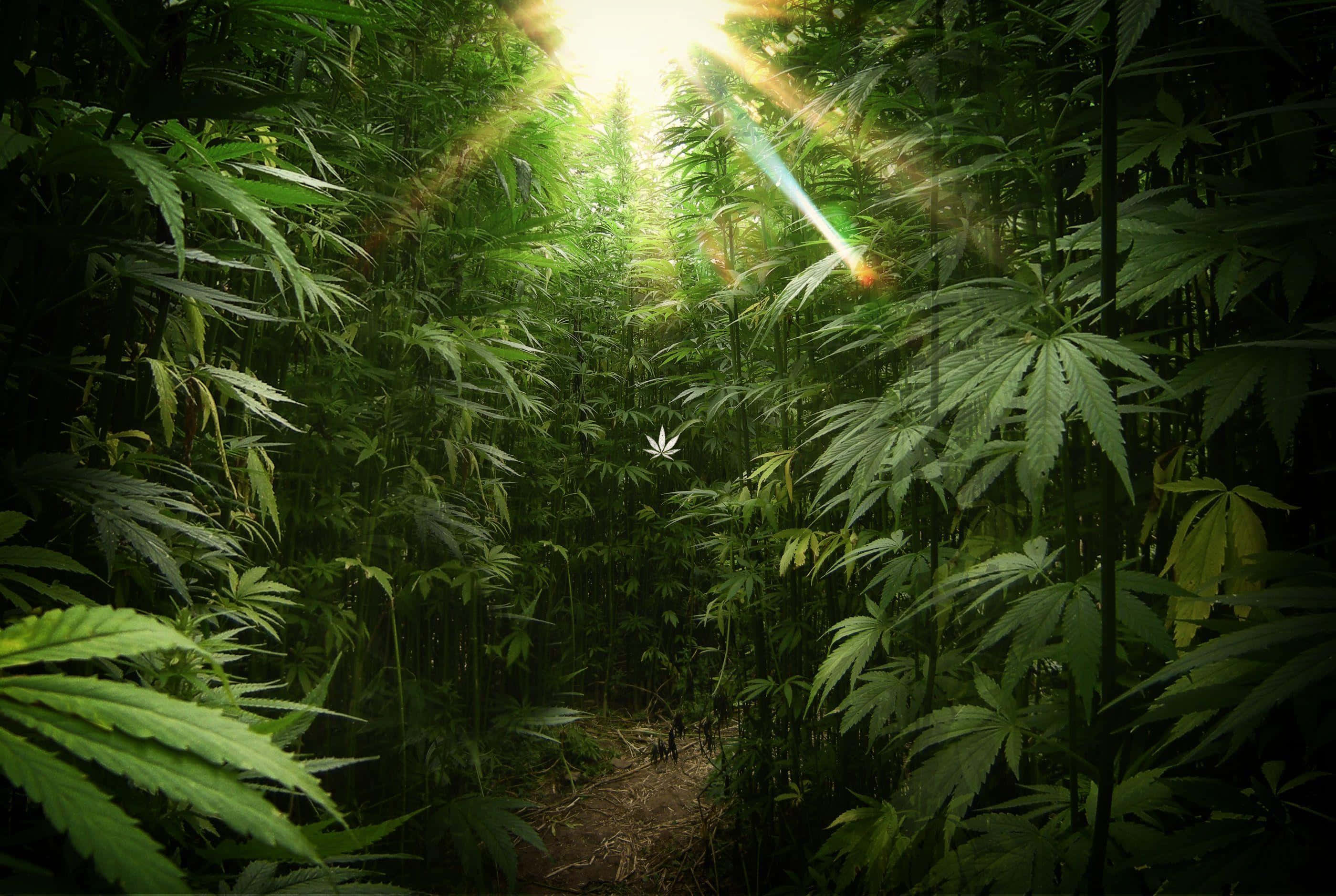 420 桌布 壁紙 — 陽光穿過高大綠色大麻植物的茂密樹冠，形成一條神秘的森林小徑。
