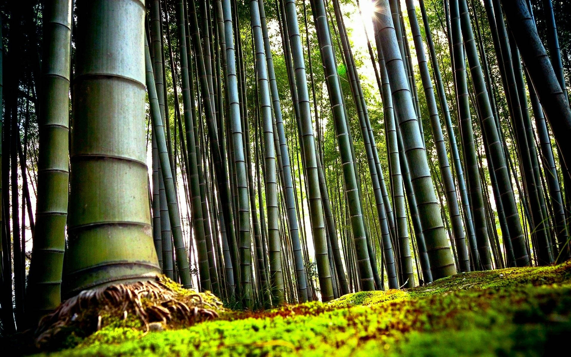 森林 桌布 壁紙 — 陽光穿過高聳的綠色竹莖，在充滿活力的苔蘚森林地面上投下長長的陰影。