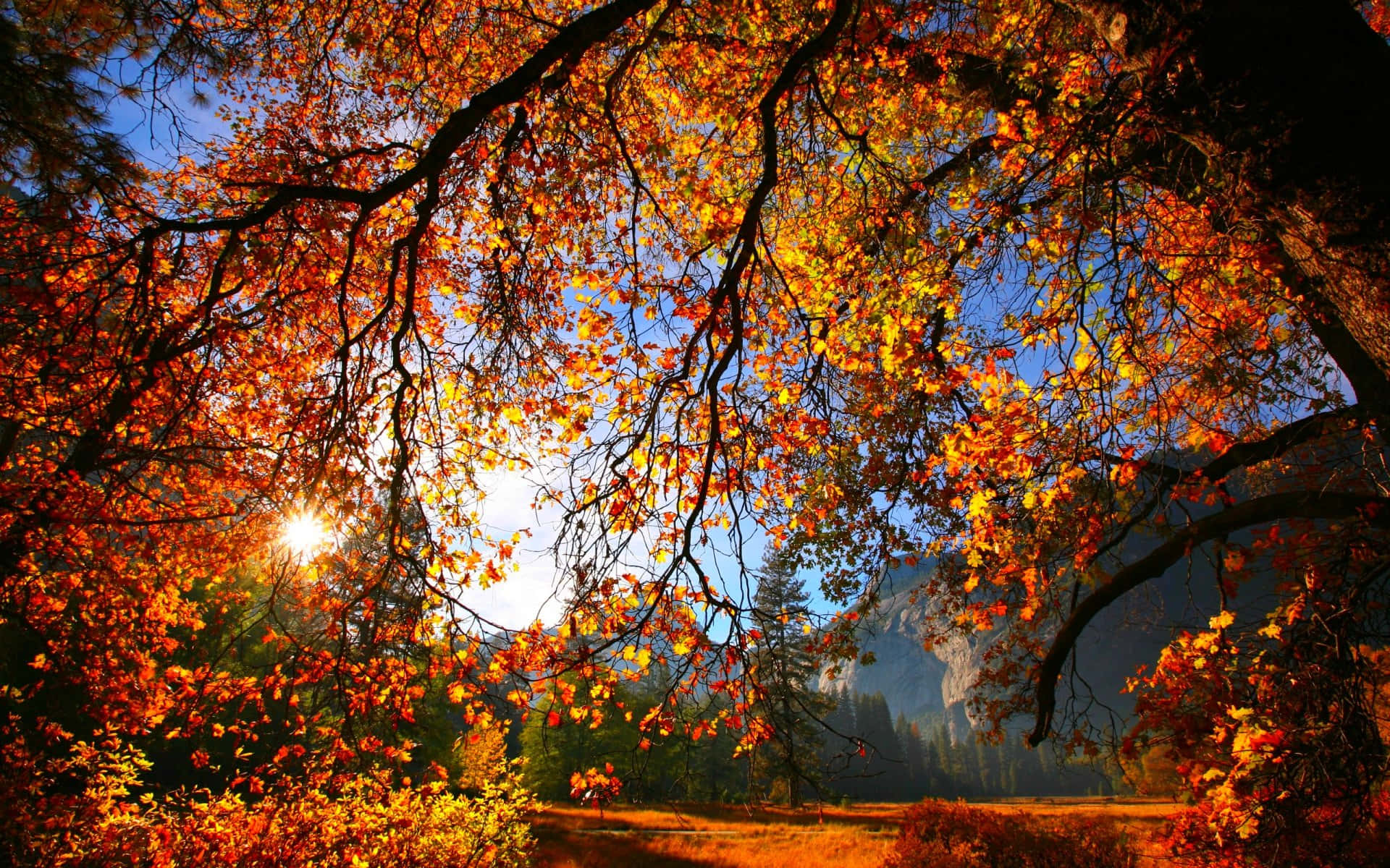 Autumn Season 桌布 壁紙 — 陽光穿過鮮豔的橙色秋葉，映襯著晴朗藍天下遠處的山谷。