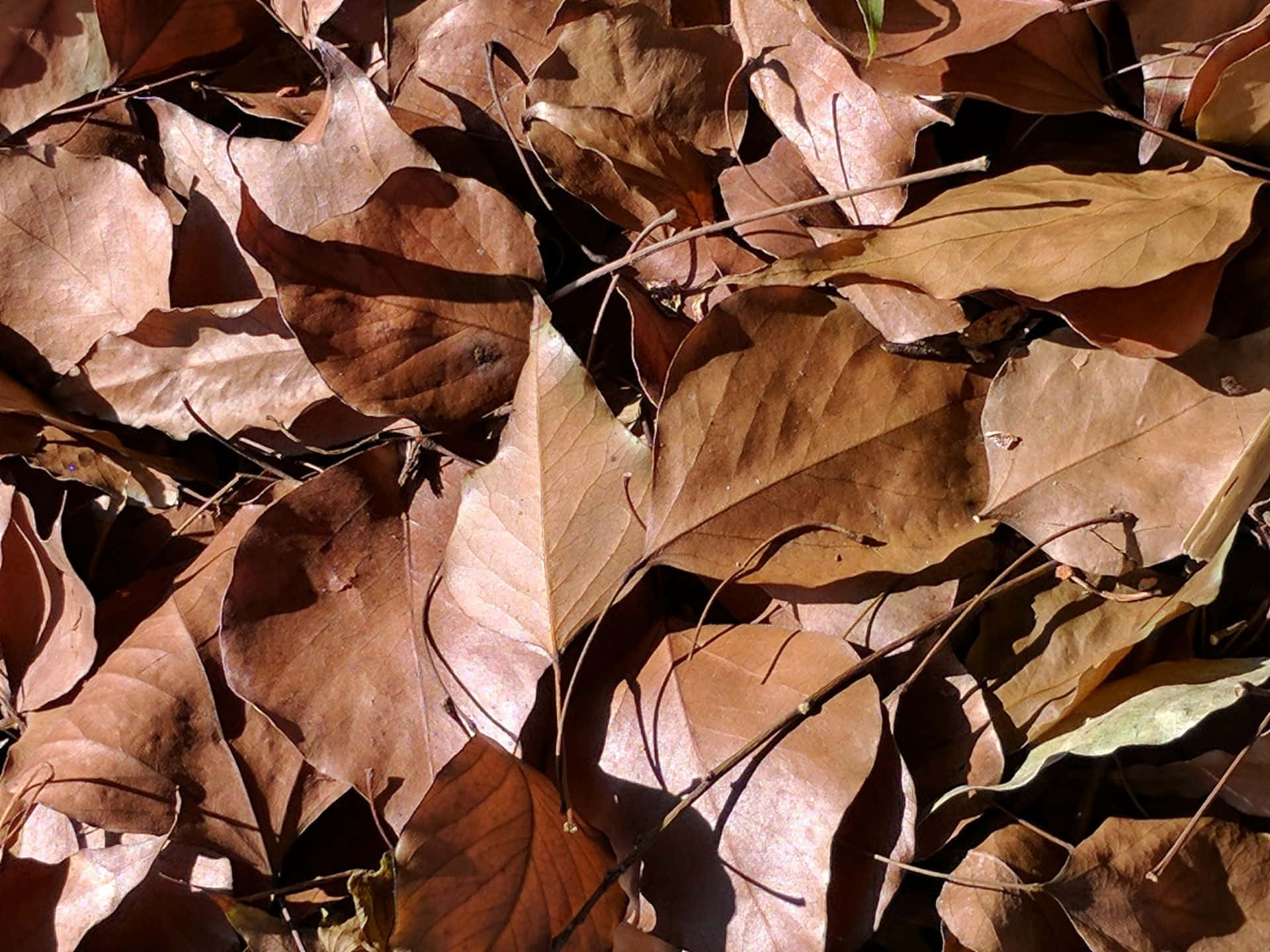 Brown Autumn 桌布 壁紙 — 陽光突顯出一堆密集的乾燥棕色樹葉，葉脈錯綜複雜，散落著小樹枝。