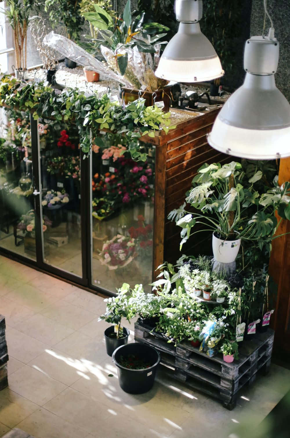 Flower Shop 桌布 壁紙 — 陽光透過花店窗戶灑進來，照亮了懸掛式生長燈下茂盛的綠色植物和鮮豔的花藝佈置。