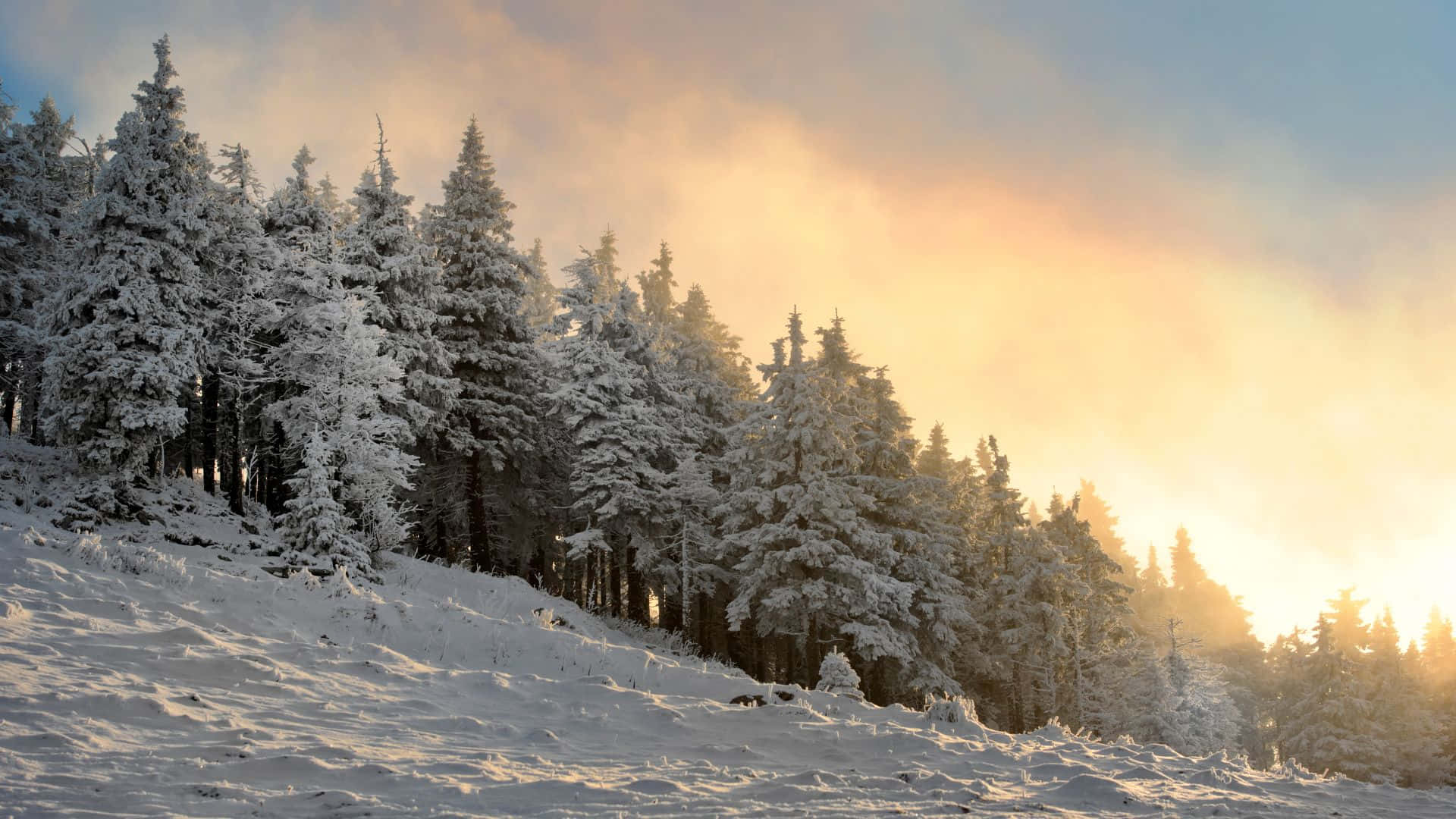 Winter Forest 桌布 壁紙 — 陽光透過薄霧照在冬季山坡上積雪的松樹上。