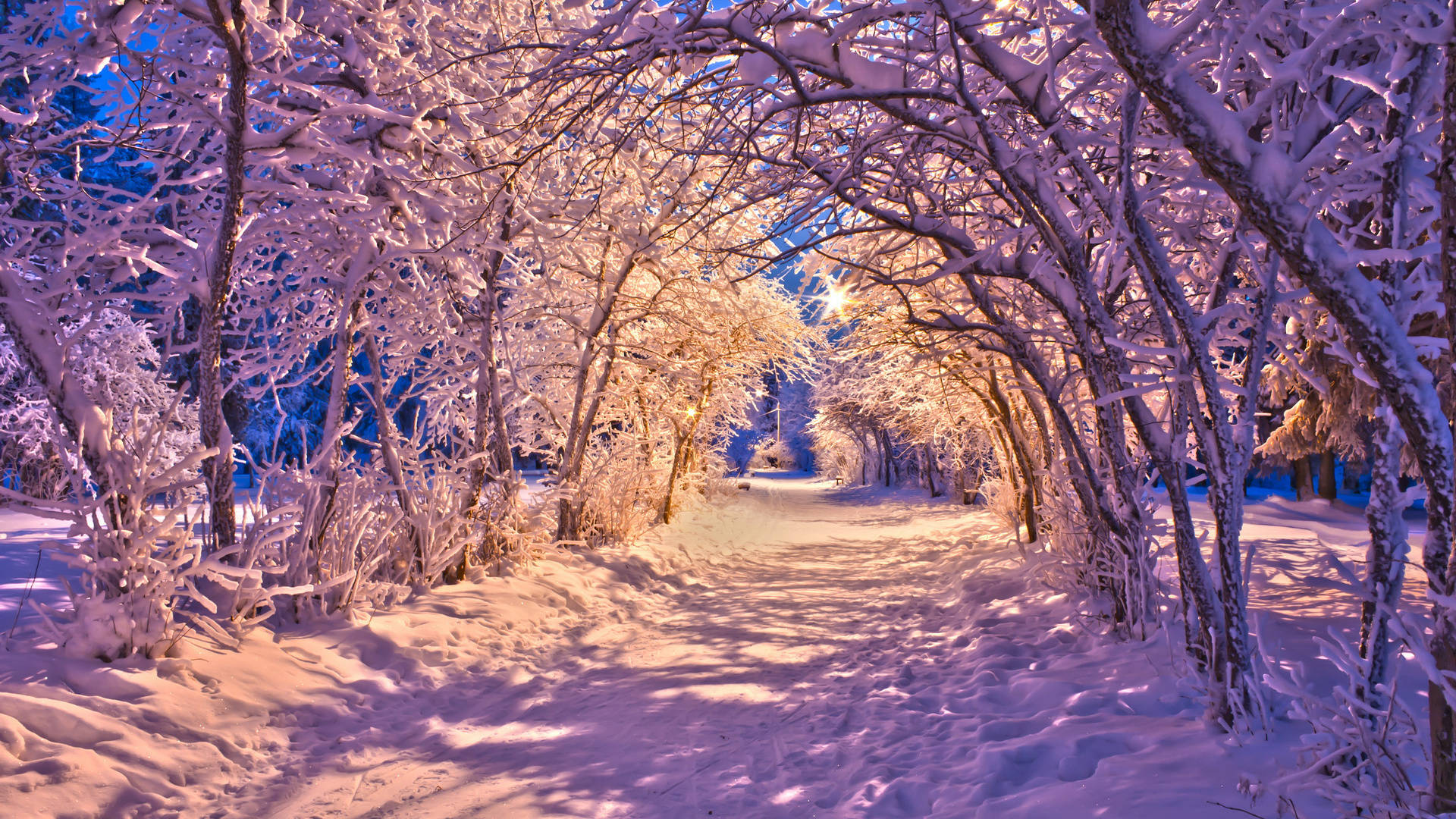 陽光雪景白樹 壁紙 — 一條被雪覆蓋的森林小徑，在暮色天空下，溫暖的光線穿過結霜的樹枝，閃爍著光芒。