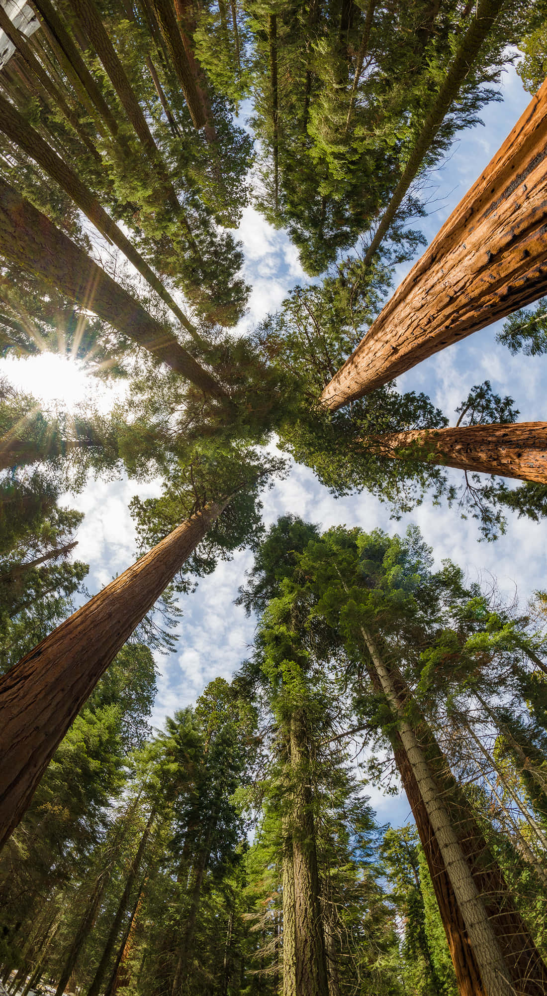 「隨時隨地享受濃密綠意 —— Trees iPhone」 壁紙 — 陽光穿過高聳的紅杉樹，射向帶有零星雲朵的藍天。