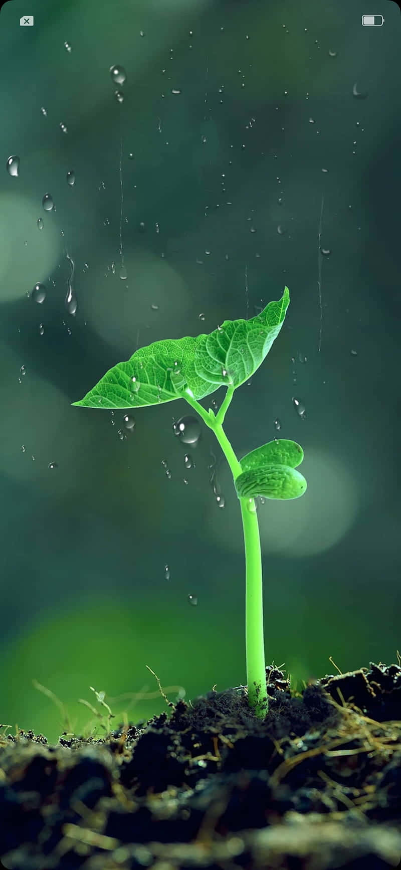 一株從土壤中生長出來的年輕綠色植物，周圍有雨滴落下。