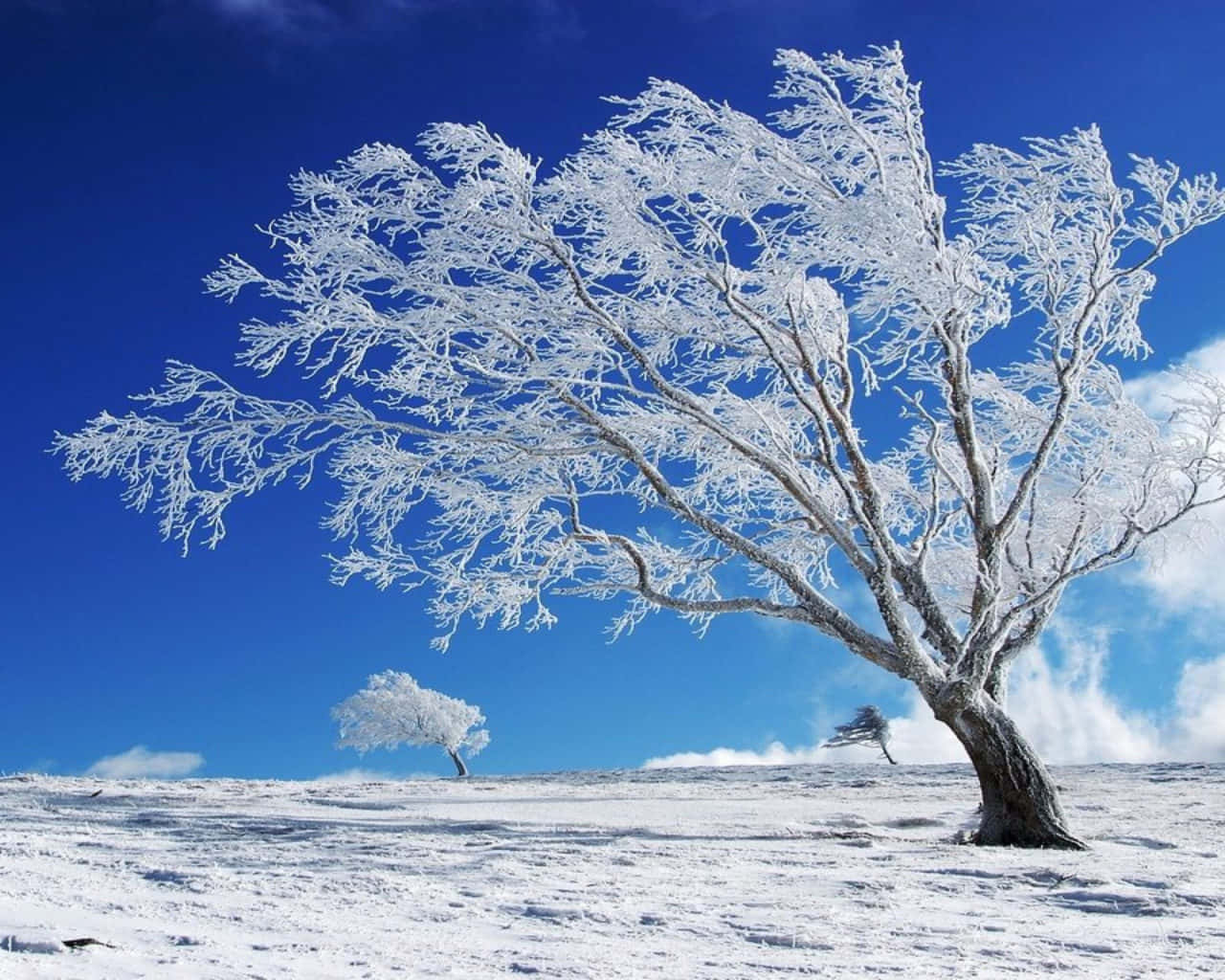 明亮藍天下雪地上的霜樹