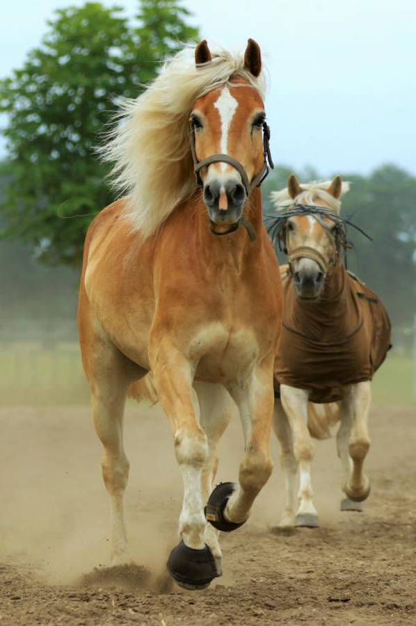雄偉奔馬 壁紙 — 兩匹強壯的帕洛米諾馬在塵土飛揚的賽道上並肩奔馳，踢起泥土，背景是茂密的綠樹。
