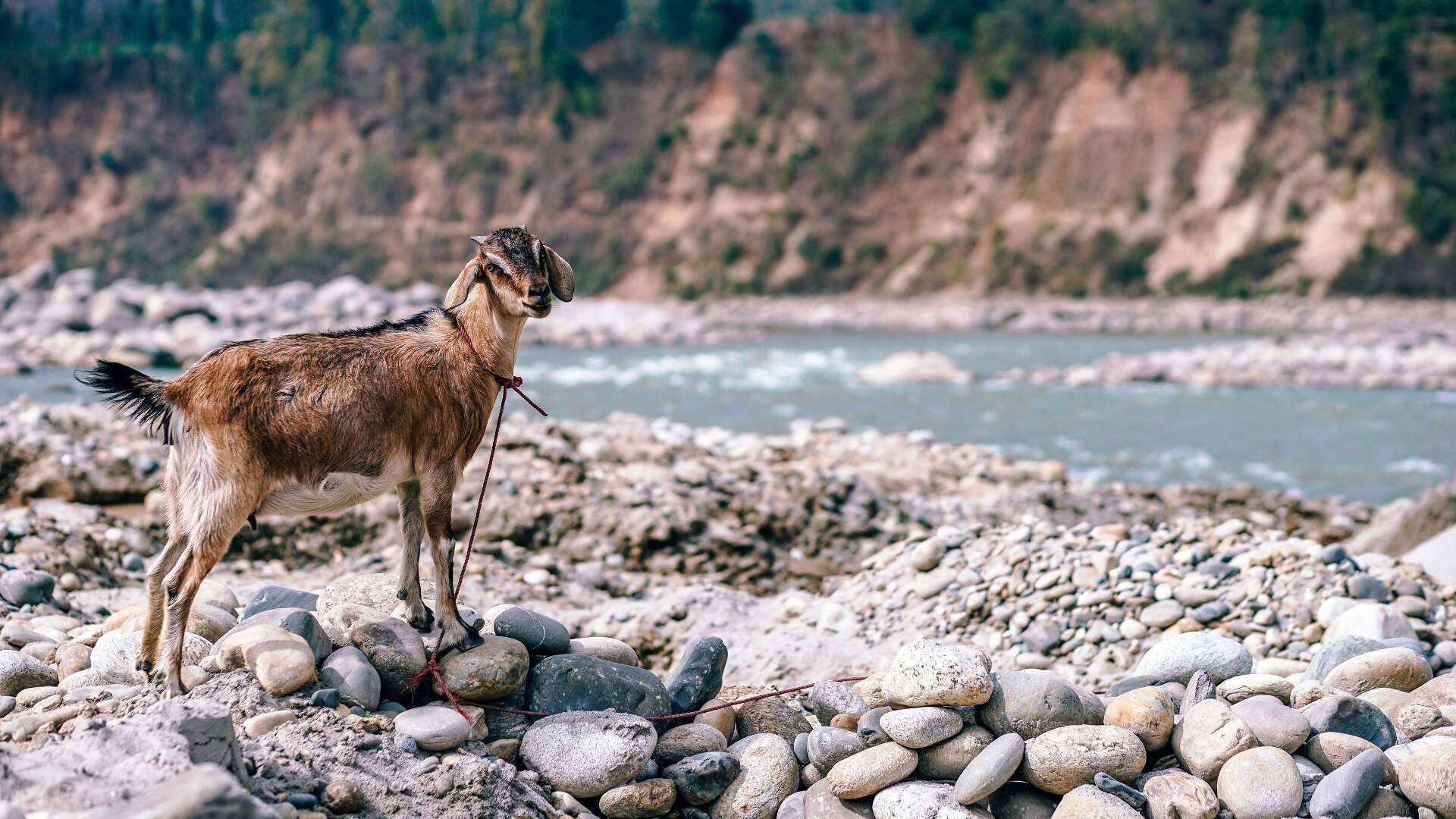 一隻棕色山羊站在流動水域附近的岩石河岸上。
