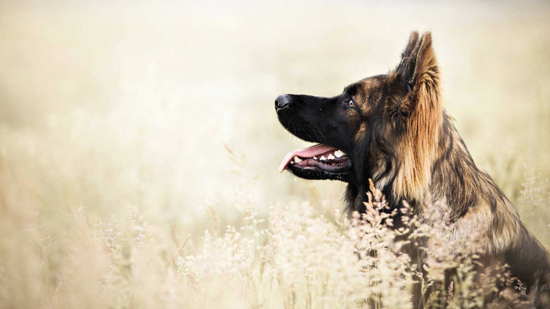 雄偉德國牧羊犬與風景背景 壁紙 — 一隻黑色口鼻和黃褐色毛髮的德國牧羊犬在陽光明媚的高大金色草叢中警覺地站立。