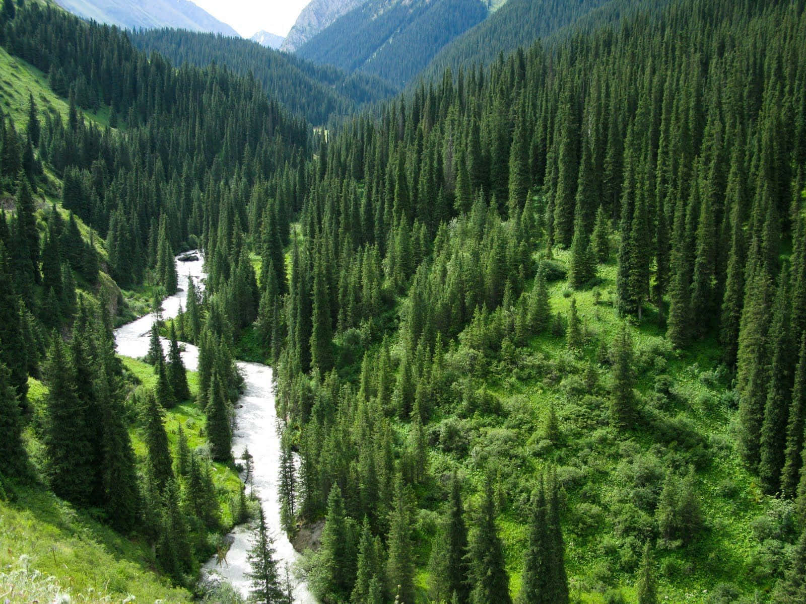 雄偉松樹風景 壁紙 — 一條蜿蜒的河流穿過茂密的綠色山谷，兩旁是茂密的松林和巍峨的山脈，在明亮的日光下。