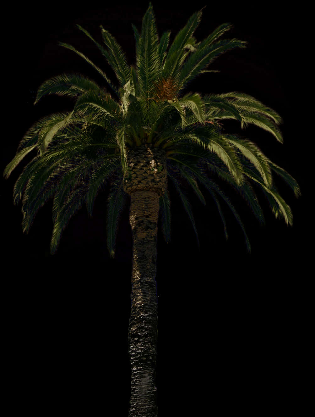 雄偉棕櫚樹夜景 壁紙