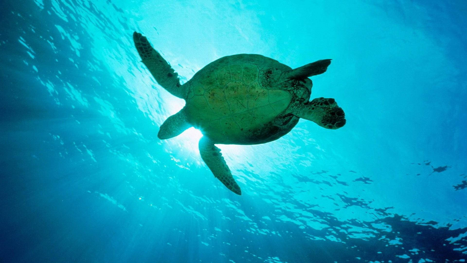海龜在清澈的藍色海洋中游泳，陽光穿透海水。