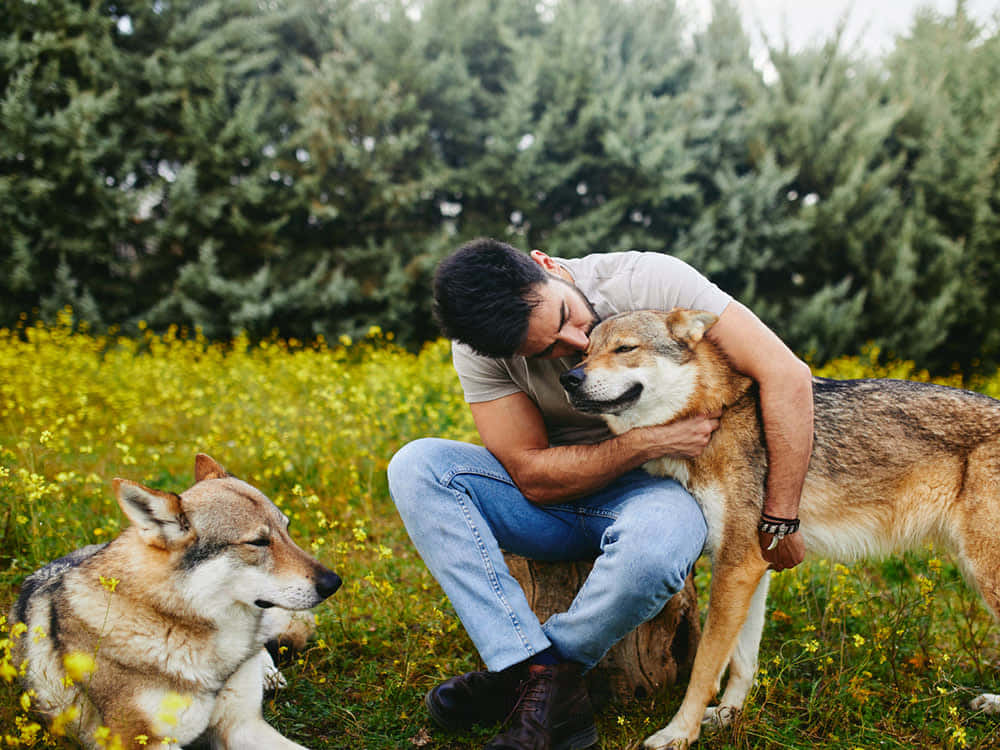 雄偉的 Wolfdog 靜臥於自然之中 壁紙 — 一個男人跪在陽光明媚的黃色花田裡，擁抱一隻大型狼犬，另一隻相似的狗坐在附近。