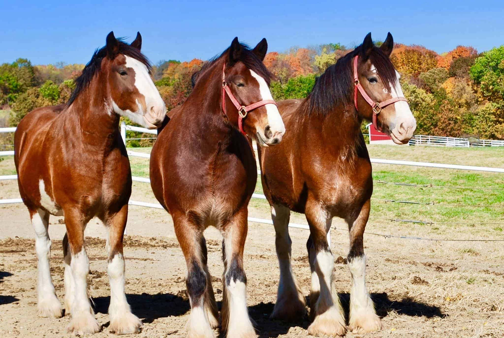 雄偉的克萊德馬 壁紙 — 三匹雄偉的克萊茲代爾馬並排站在陽光明媚的圍場中，背景是閃耀的秋樹。