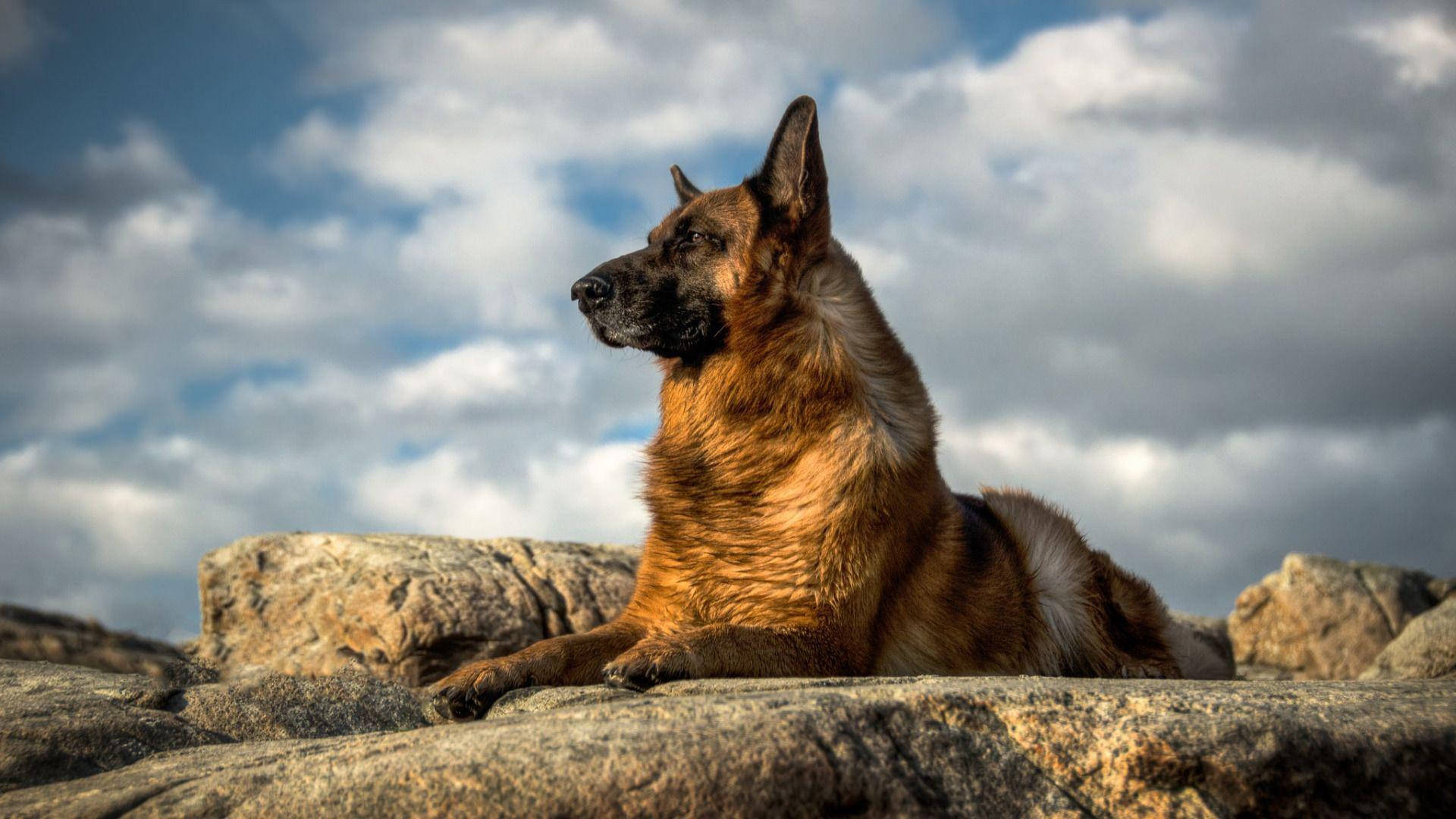 雄偉的德國牧羊犬於戶外 壁紙 — 一隻德國牧羊犬在戲劇性的多雲天空下，警覺地棲息在崎嶇的岩石上。
