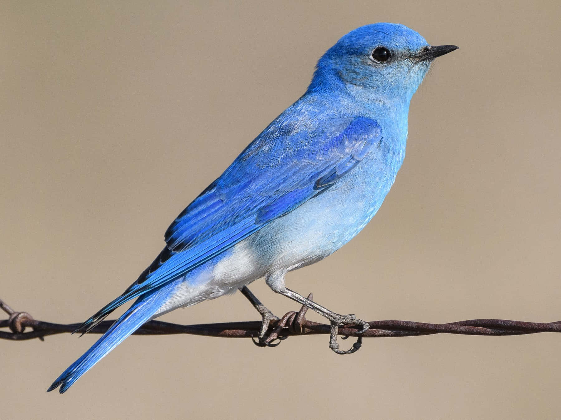 雄偉的藍鳥棲息於樹枝之上 壁紙 — 一隻鮮豔的藍鳥優雅地棲息在生鏽的鐵絲網上，背景是柔和的米色。