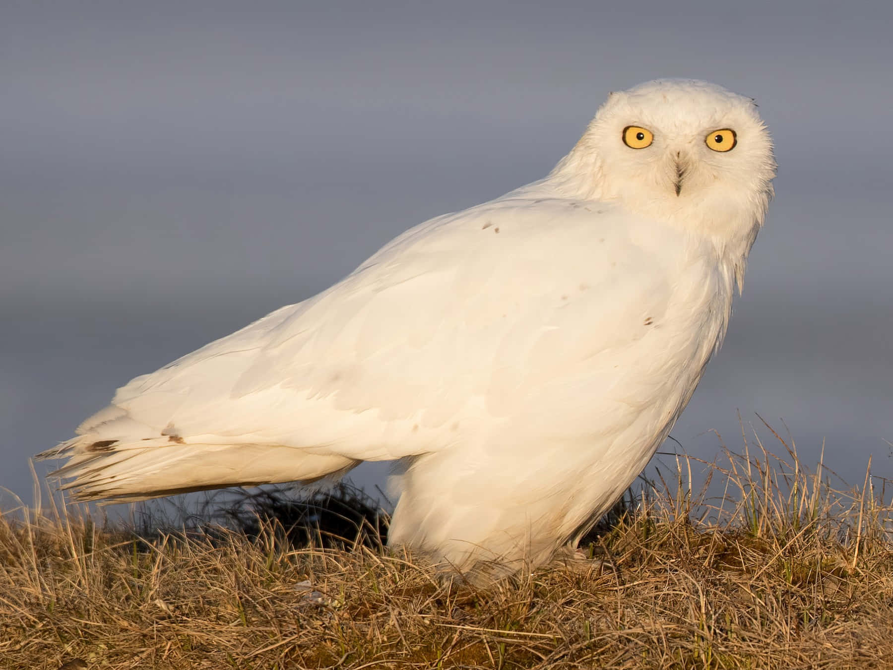 雄偉雪鴞展翅飛翔 壁紙 — 一隻擁有銳利黃眼睛的雪鴞，警覺地棲息在乾草上，背景是暗淡的天空。
