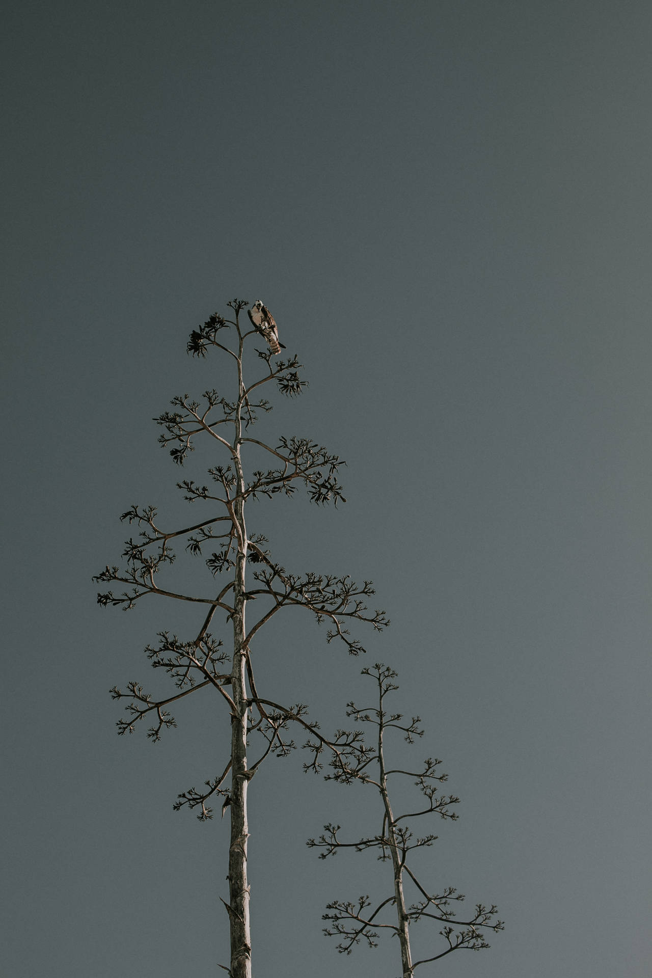 一隻鳥坐在高大的龍舌蘭植物頂端，背景是灰色天空。