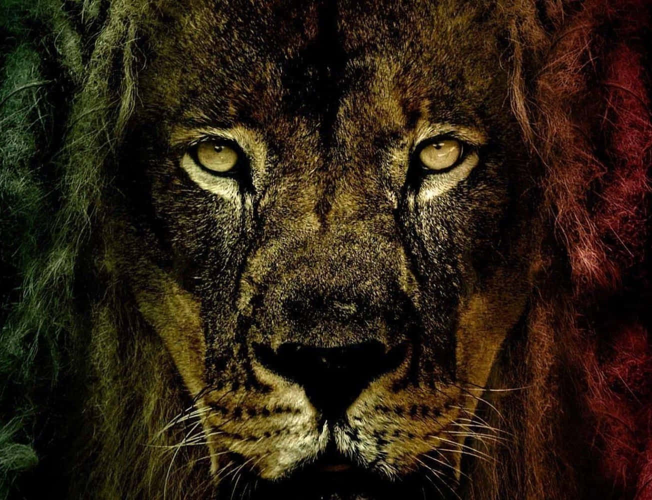 Lion Of Judah 桌布 壁紙 — 雄性獅子金色眼睛和深色鬃毛的特寫，在戲劇性燈光下展現強烈凝視。