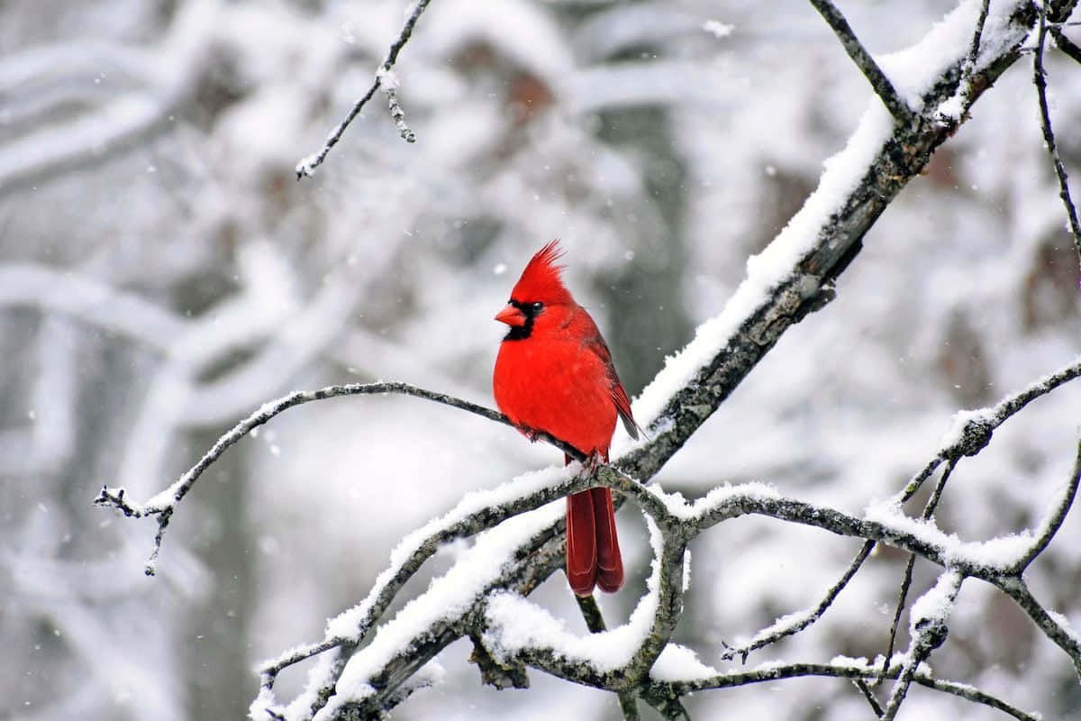 一隻明亮的紅衣主教坐在白雪覆蓋的樹枝上，呈現雪白的冬日景象。