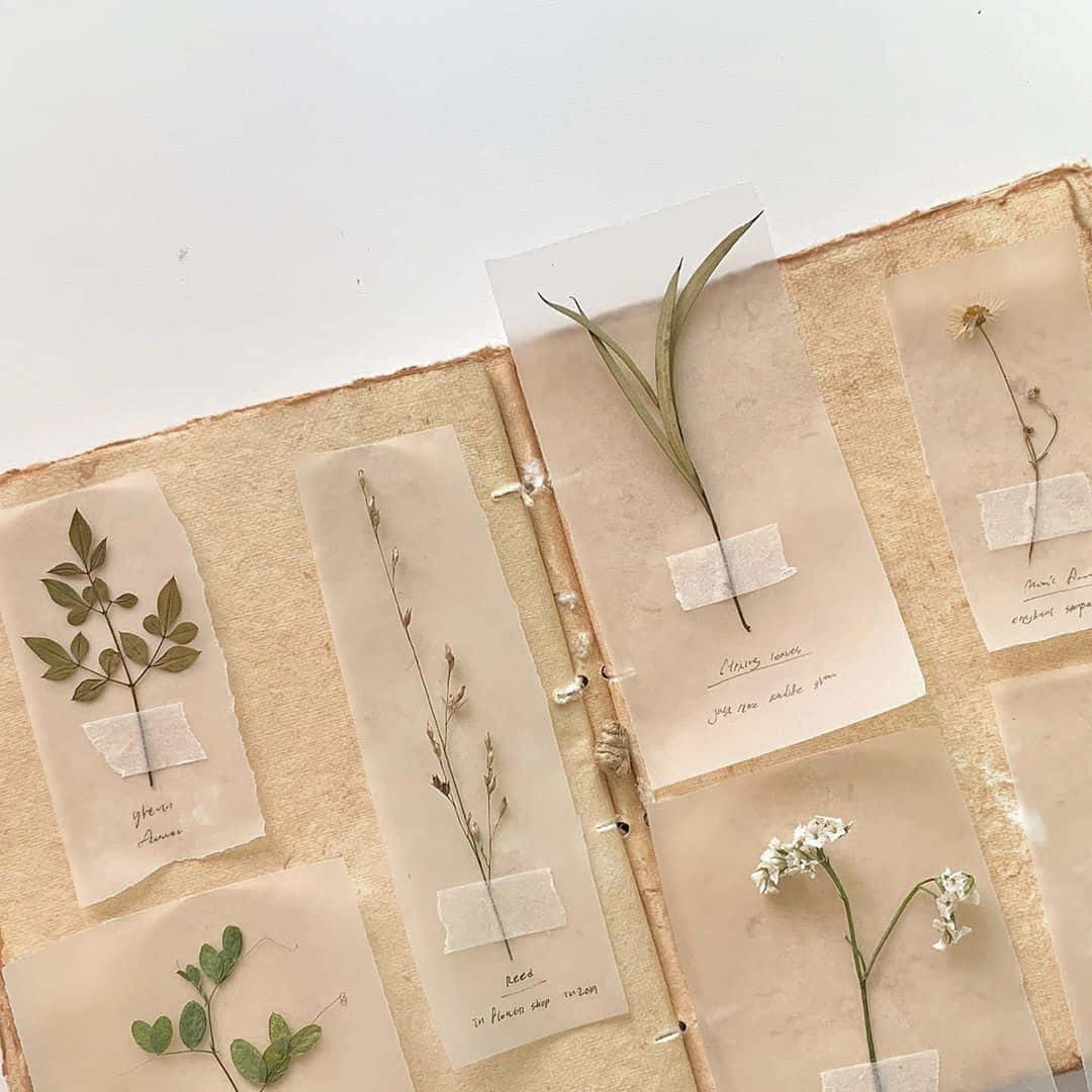 雅緻米色風景 壁紙 — 乾燥壓製嘅植物標本貼喺半透明紙上，附有手寫標籤，排列喺一本鄉村風格嘅手工書入面。
