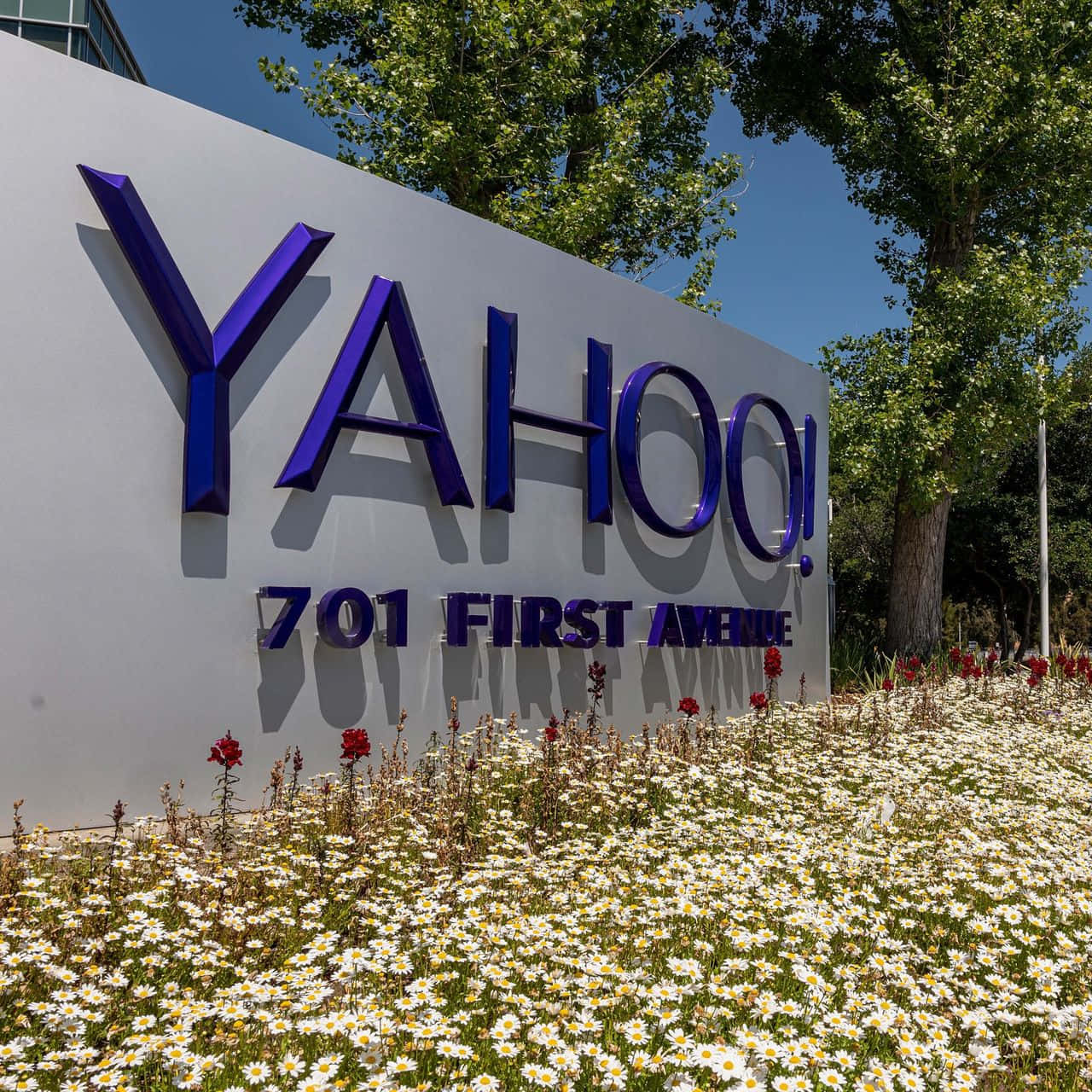 雅虎時尚簡約的標誌 壁紙 — 一個大型紫色Yahoo標誌豎立在白色牆壁前，前面有一片白色雛菊和紅色花朵，在晴朗的藍天下。
