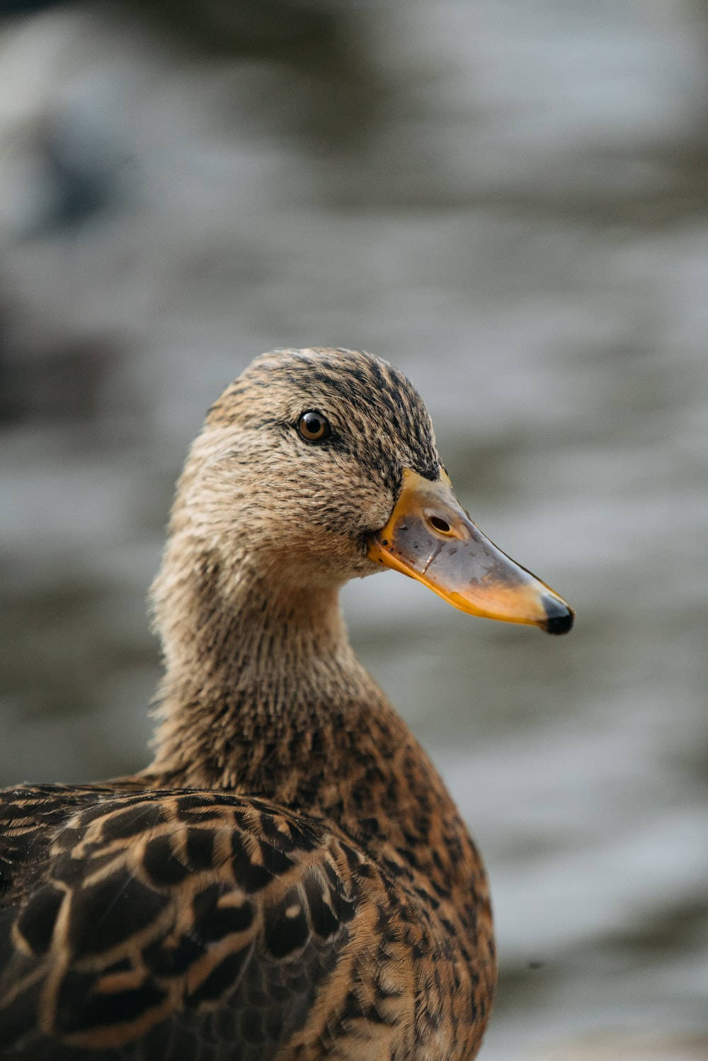 Duck 桌布 壁紙 — 雌性綠頭鴨的特寫，羽毛呈細緻的棕色，喙呈橙色，背景是模糊的水面。