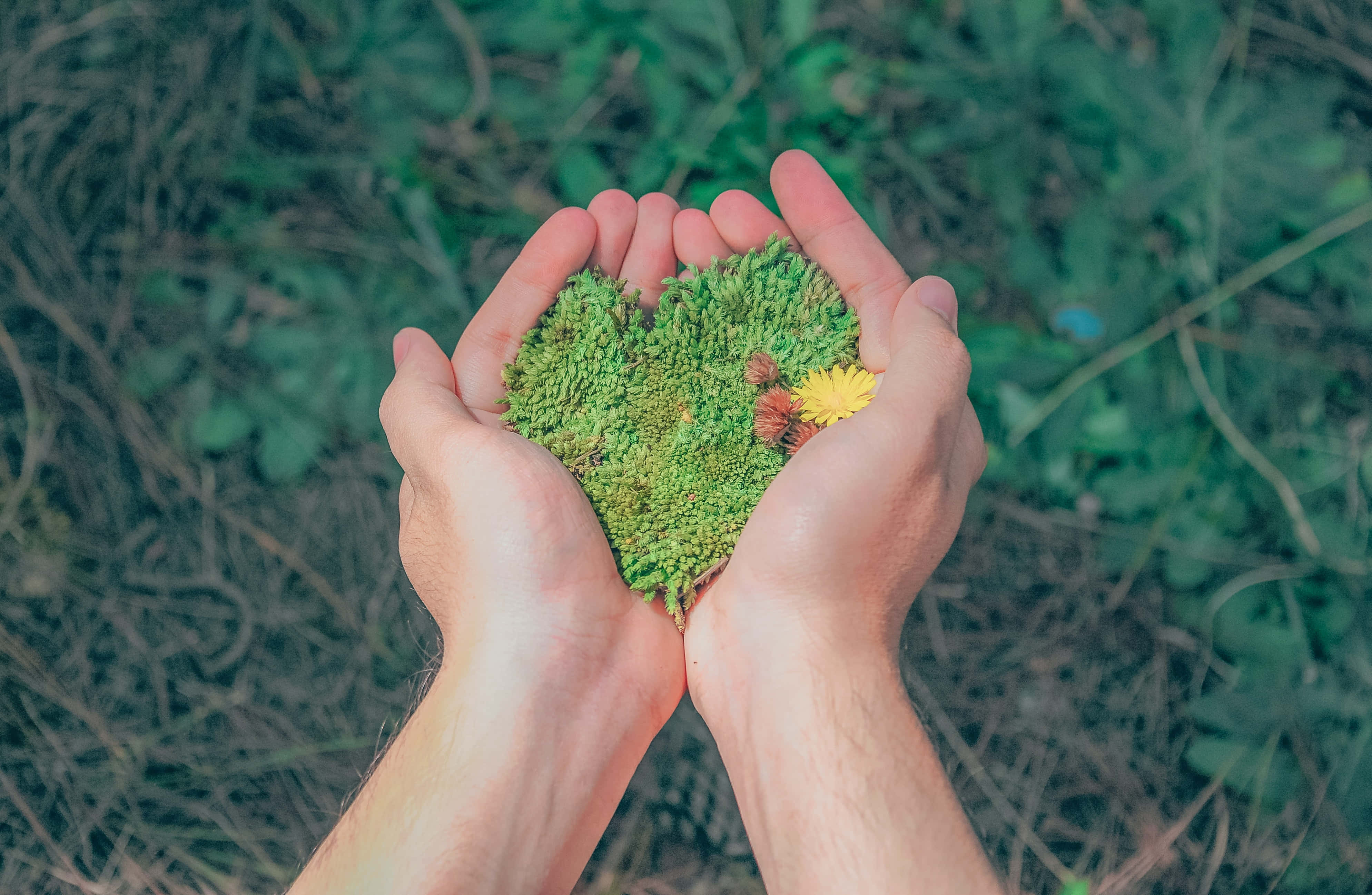 hands 桌布 壁紙 — 雙手捧著一個充滿活力的綠色苔蘚心形，中心有一朵黃色小花，背景是模糊的自然景色。