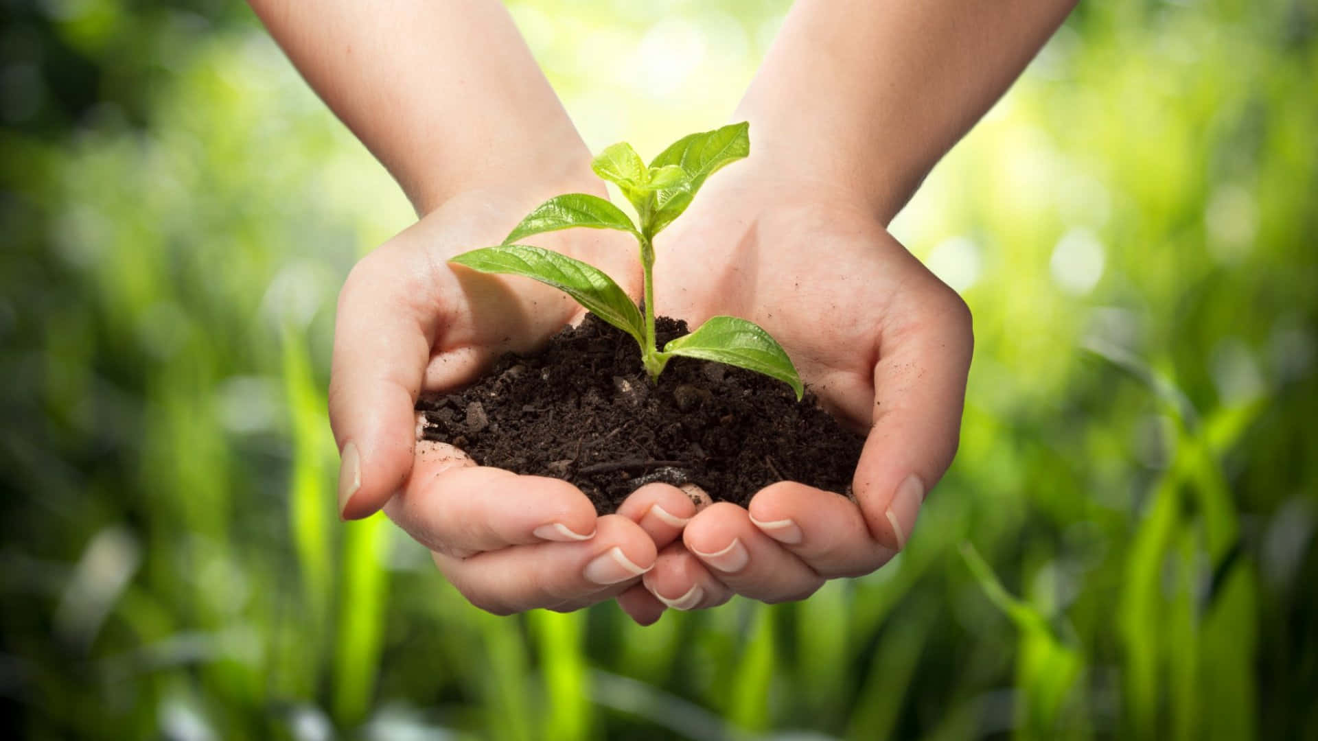 Gardening 桌布 壁紙 — 雙手捧著一棵帶泥土的小綠苗，背景是柔和模糊的綠色。
