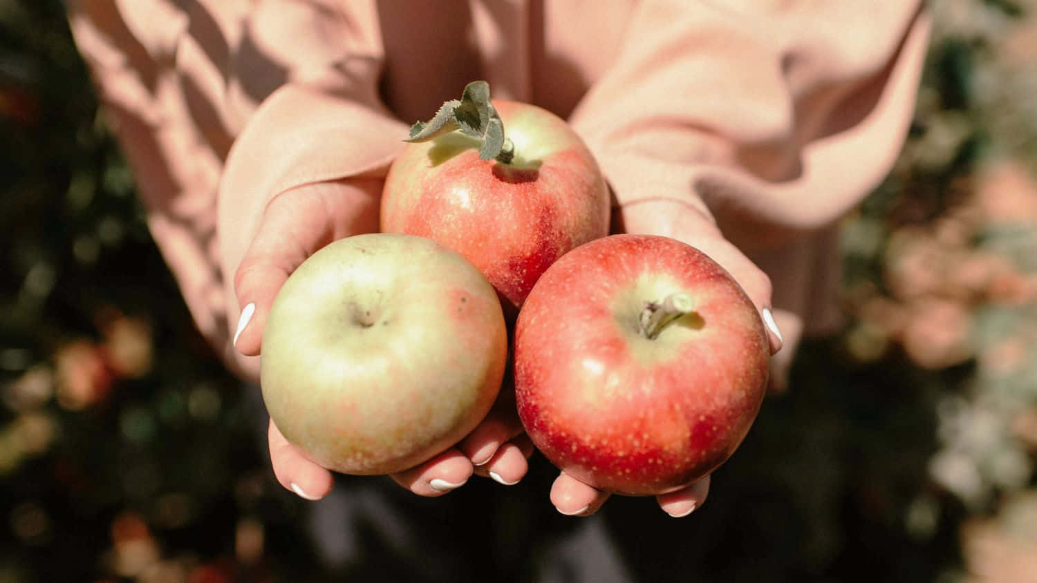Fall Apples 桌布 壁紙 — 雙手捧著三個成熟、表皮在陽光下閃耀的蘋果，背景是模糊的果園。