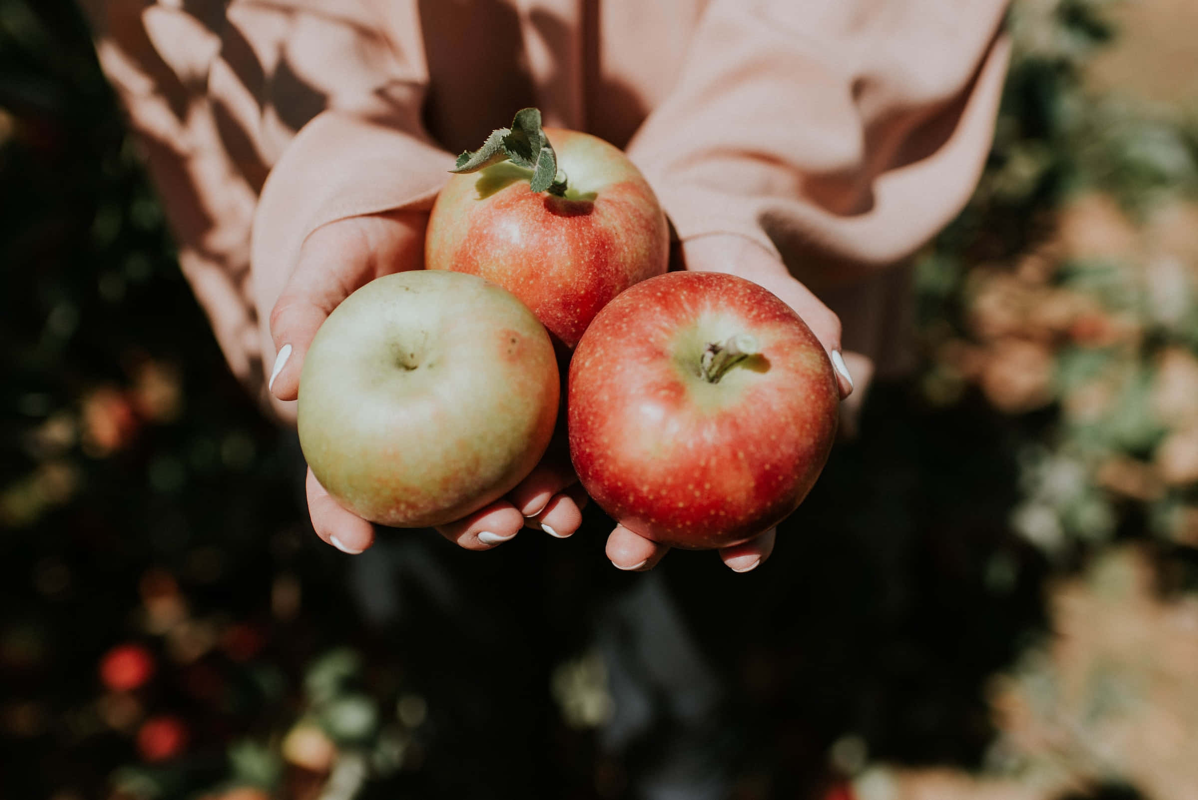 Apple Picking 桌布 壁紙 — 雙手捧著三個成熟的蘋果，背景是陽光普照的果園，帶有柔和散景。