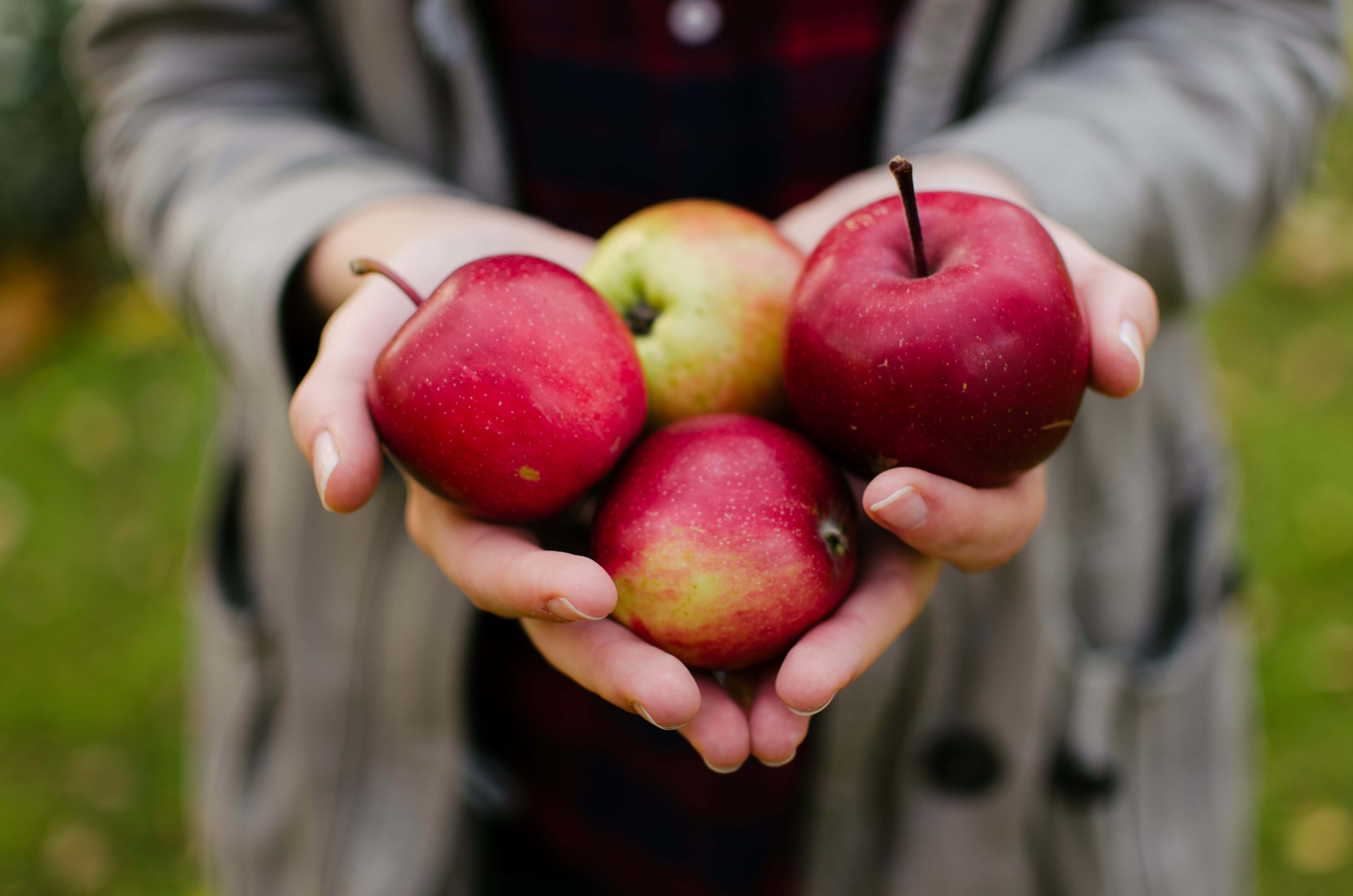 Apple Picking 桌布 壁紙 — 雙手捧著四個成熟紅蘋果的特寫，背景是柔和的綠色草地。