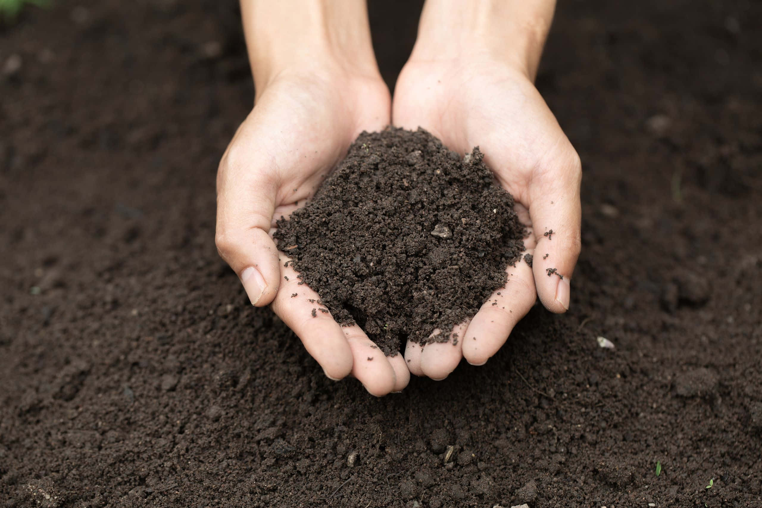 Compost 桌布 壁紙 — 雙手捧著肥沃的深色土壤，背景是模糊的泥土色調。