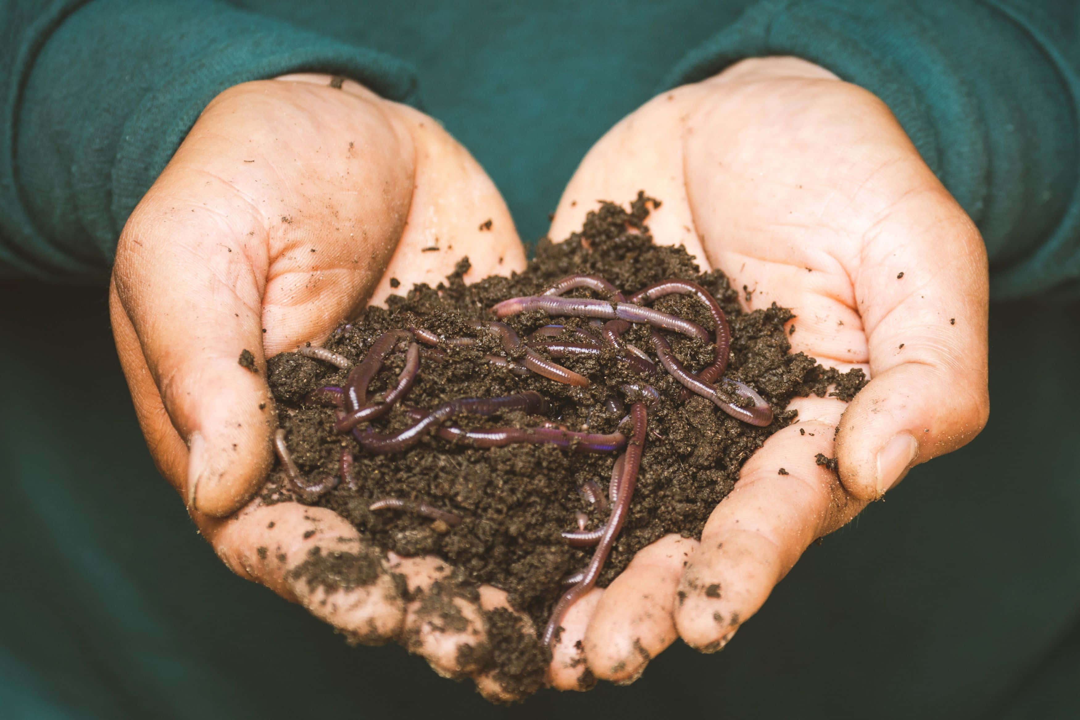 Compost 桌布 壁紙 — 雙手捧著肥沃的深色泥土，泥土中蠕動著蚯蚓，背景是柔和的綠色。